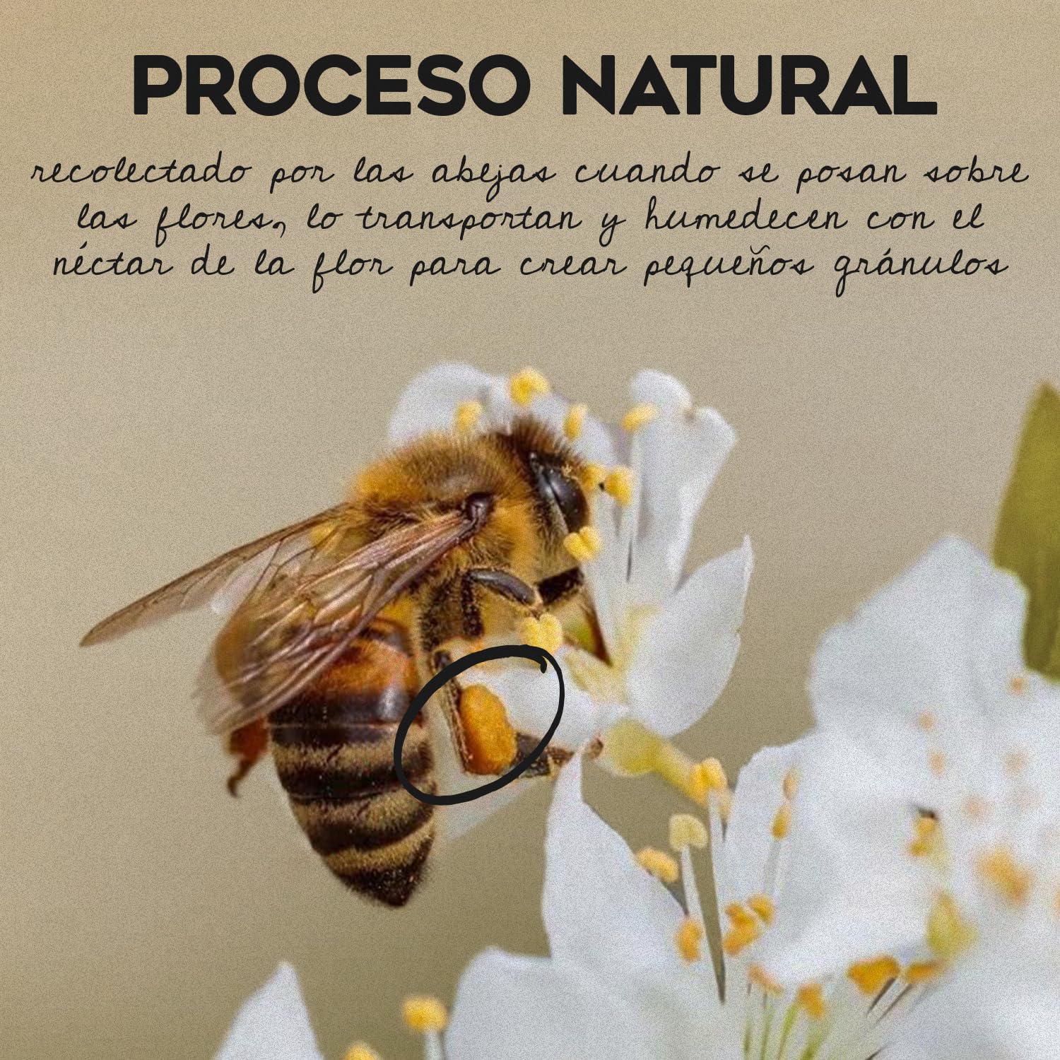 Polen de Abeja Natural de 1 kg, sin procesar, fuente de energía y vitalidad. Polen de abeja crudo con vitaminas y minerales esenciales, perfecto para desayunos, batidos o yogures saludables.