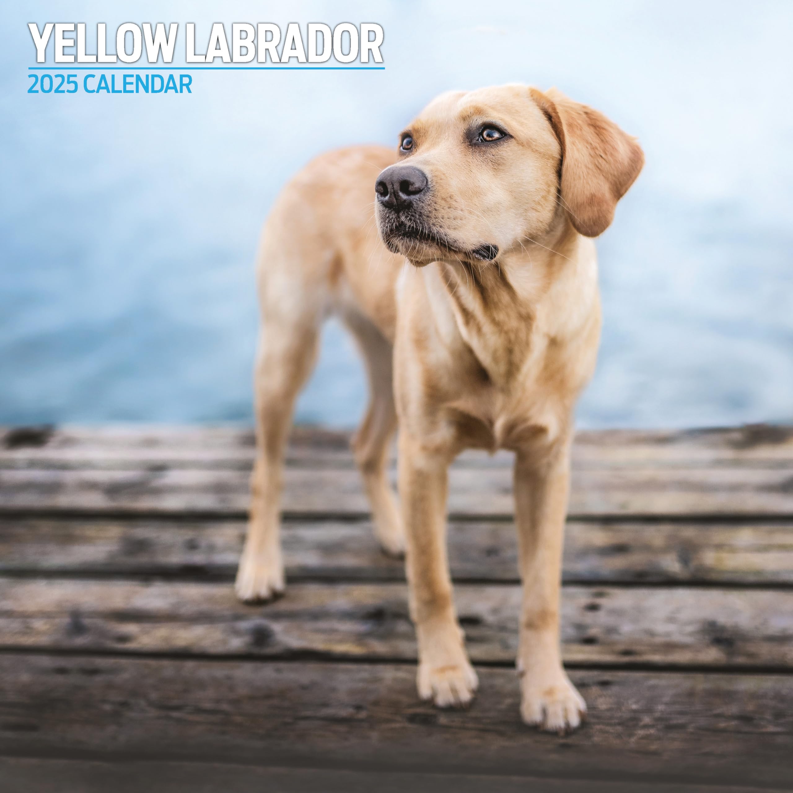 Labrador Yellow 2025 Traditional Calendar