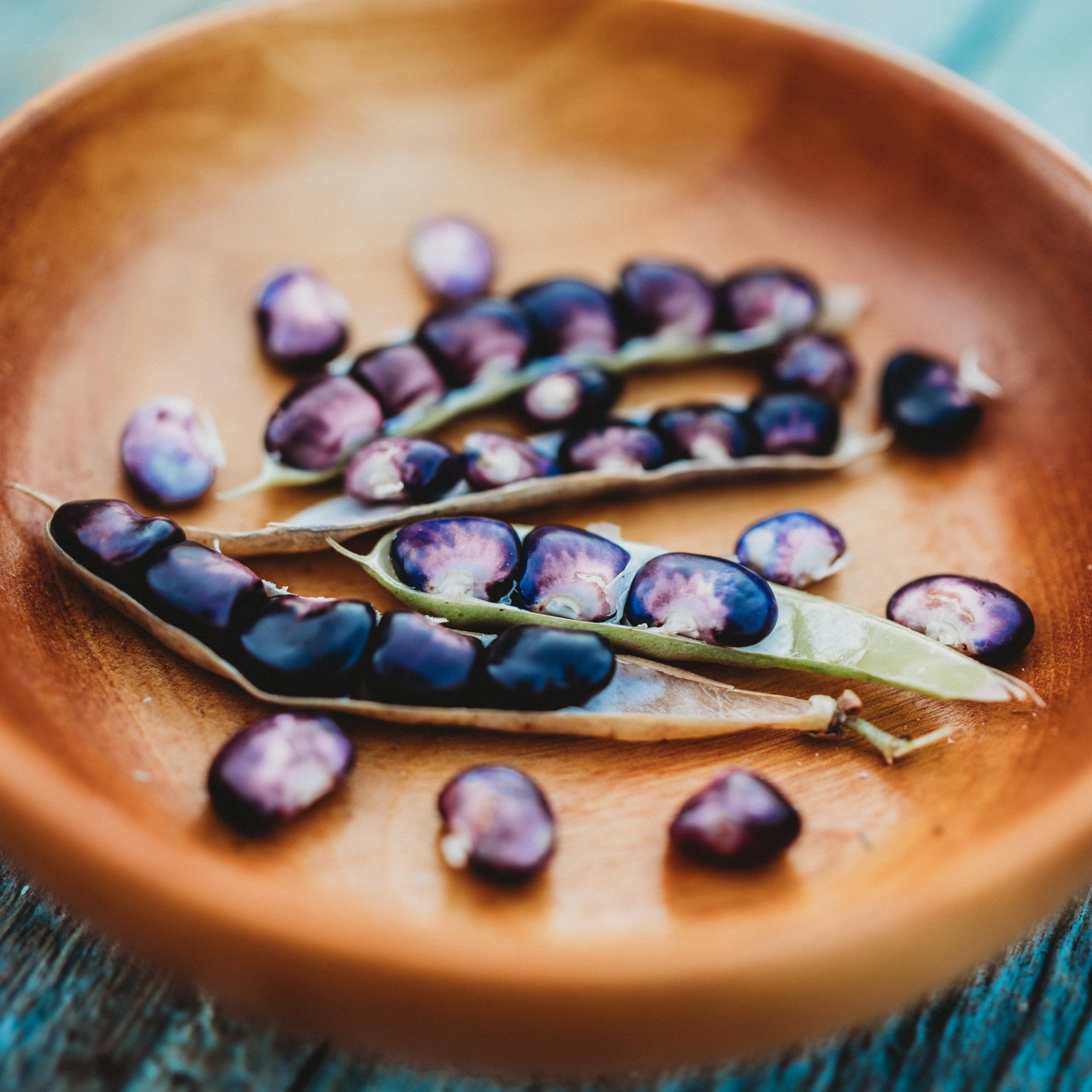 Succotash Bean (Purple Shelling Bean) - 25 Seeds - Unique Native American Pole Bean Variety, Non-GMO, Heirloom Black Bean Seeds for Planting in The Home Garden, Thresh Seed Company