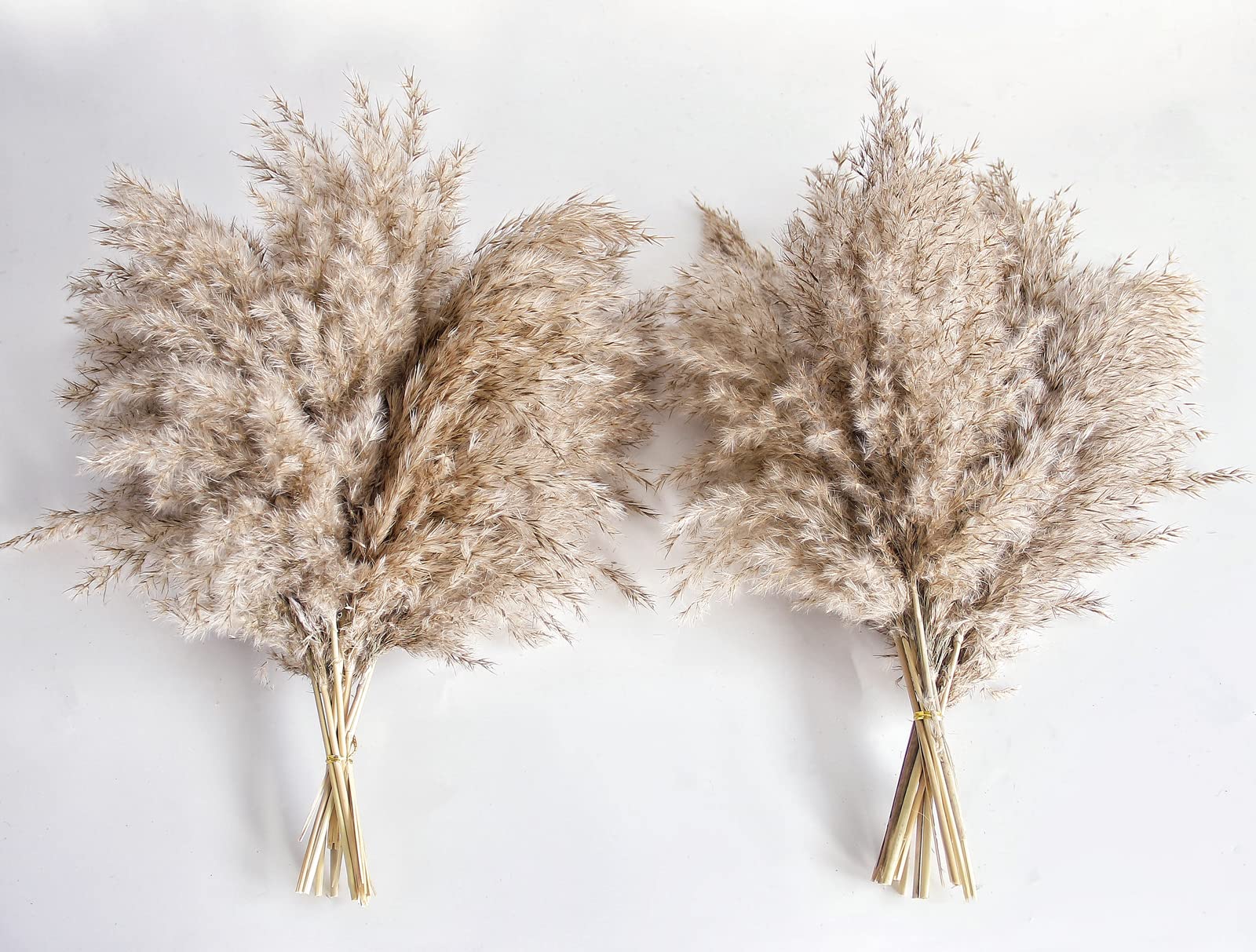 Kocat Pampas Grass Decor, Natural Dry Pampas Grass Small, Short Pampass Bulk for Farmhouse, Wall, Kitchen, Bedroom Decor, Office Decor (17 inch )