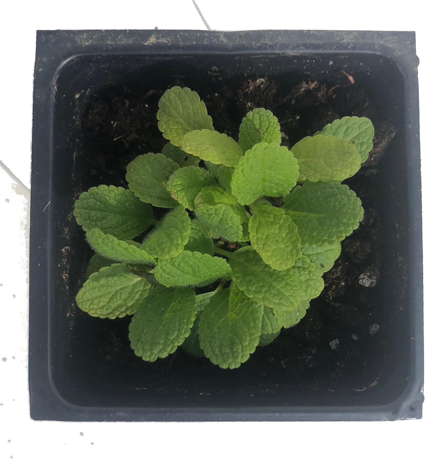 Smoke Camp Crafts Organic Lamb's Ear Plant, (Stachys byzantina) 2.5 inch Pot - Woolly Betony, Woolly Woundwort, Donkey's Ears, Lamb's Wool, Wooly Hedge Nettle, Jesus Flannel Live Plant