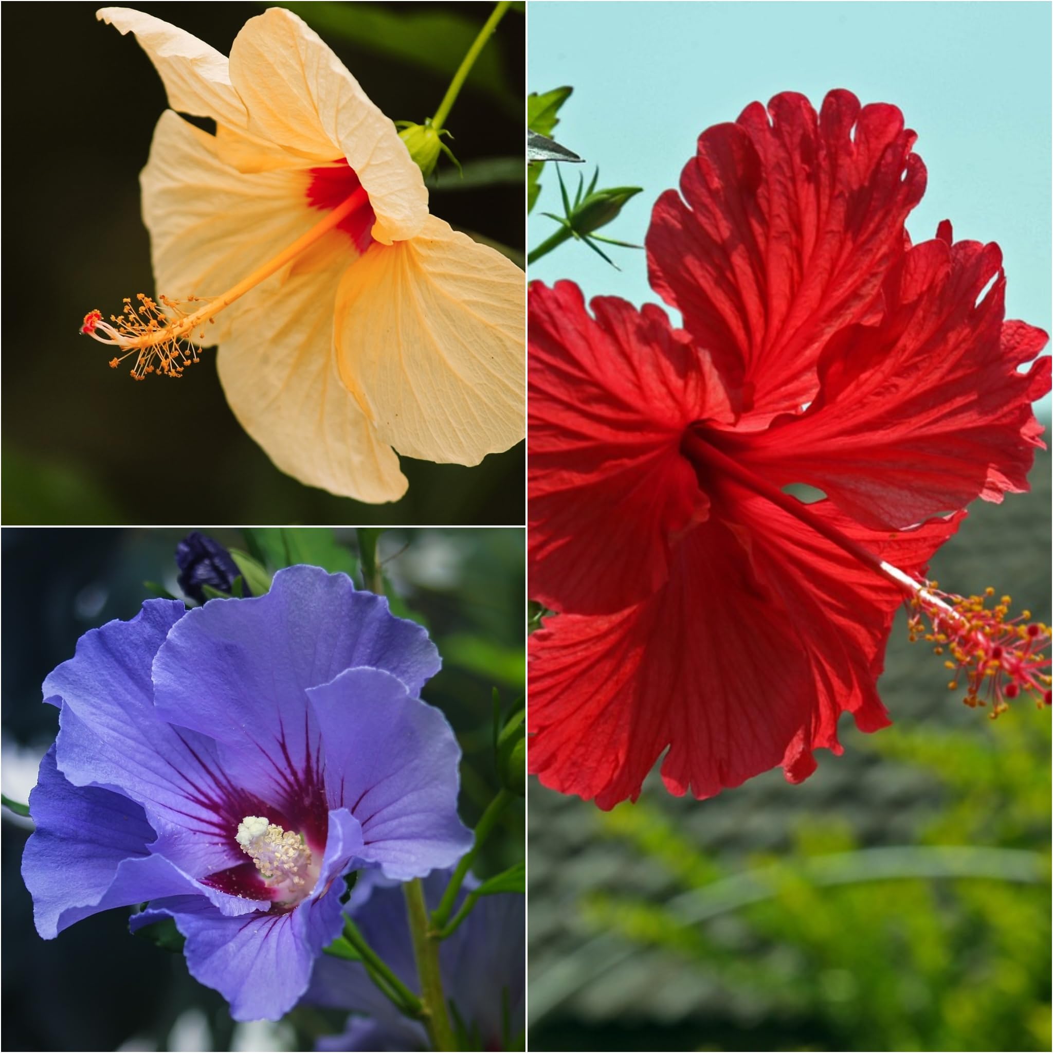 See full amazon price history chart for SISA GARDEN live Hibiscus plant Combo Packs (Yellow, Blue and Red Hibiscus) with nursery grow bag for gardening SISA GARDEN live Hibiscus plant Combo Packs (Yellow, Blue and Red Hibiscus) with nursery grow bag for gardening (B0CB2YXGST) Amazon Price History, Amazon Price Tracker
