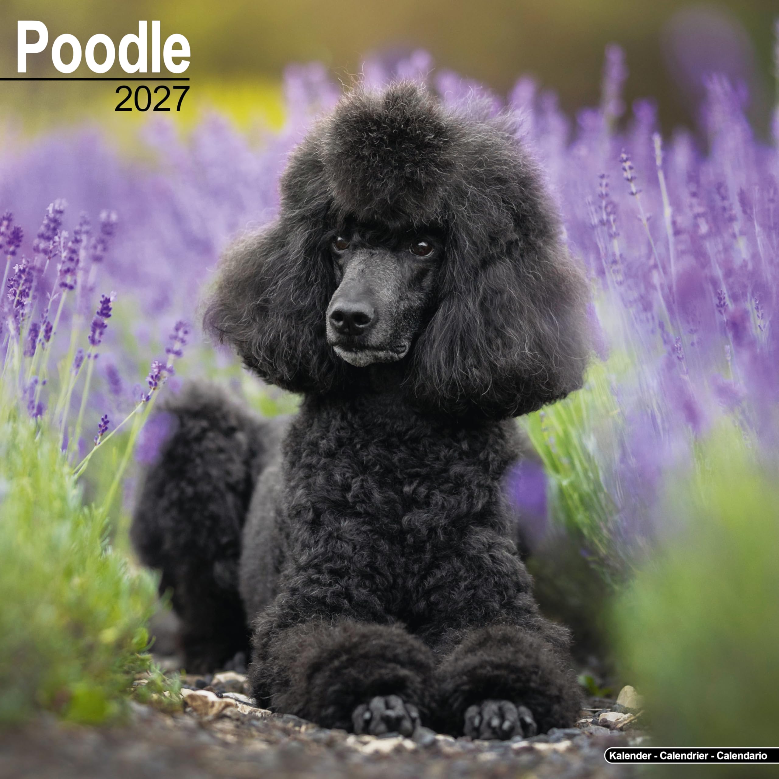 Poodle 2027 Calendar | Square Wall Calendar | Dog Breed Gift | Plastic Free Packaging | by Avonside Publishing