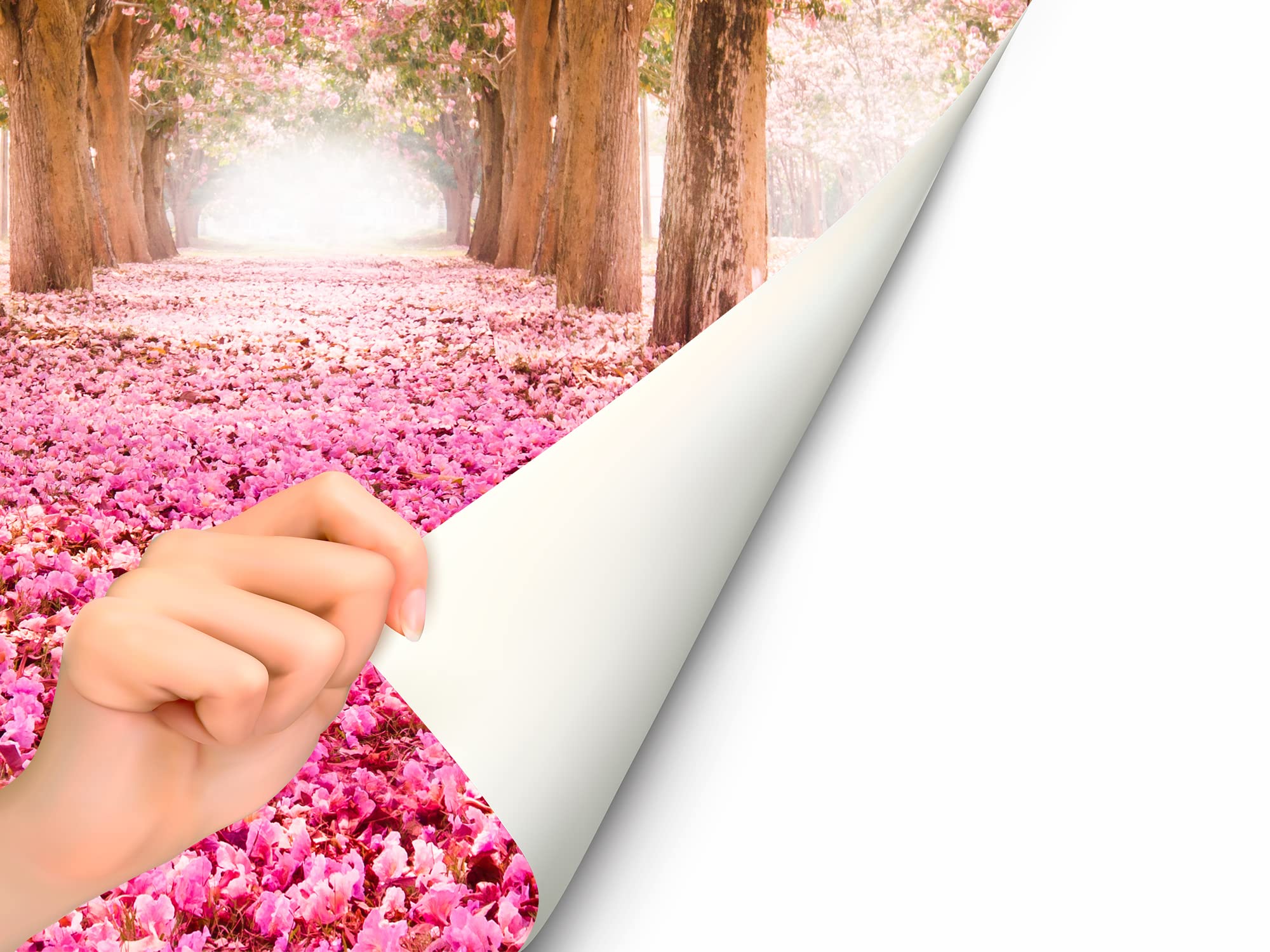 Oedim Fotomural Vinilo para Pared Paisaje Rosas | Económico | Decorativo | 200 x 150 cm | Comedores, Salones, Habitaciones