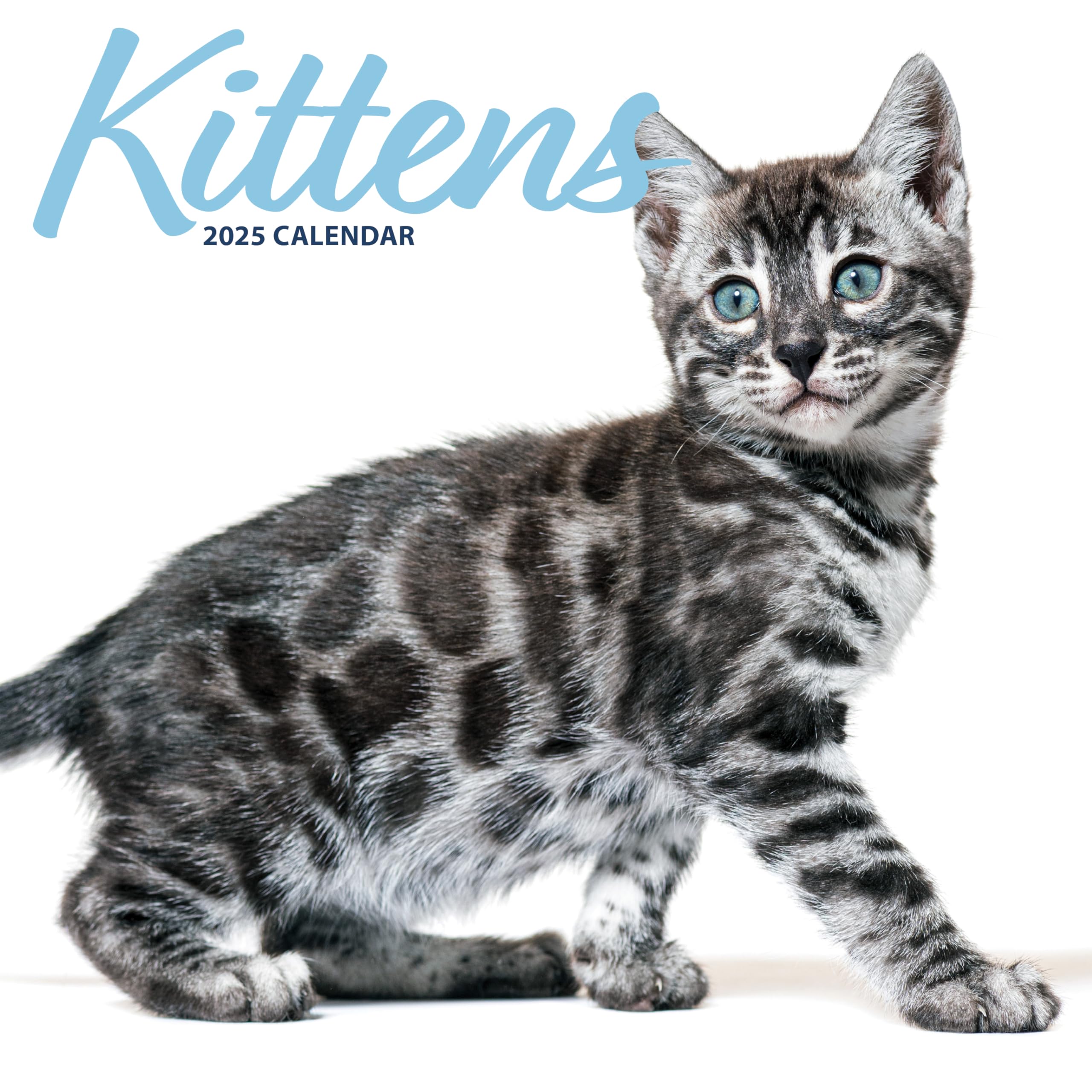 Kittens 2025 Modern Calendar