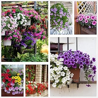 Petunia Seeds80000+Pcs 'Colour-Themed Collection'(Rainbow Colors) Perennial Flower Mix Seeds,Flowers All Summer Long,Hangi...