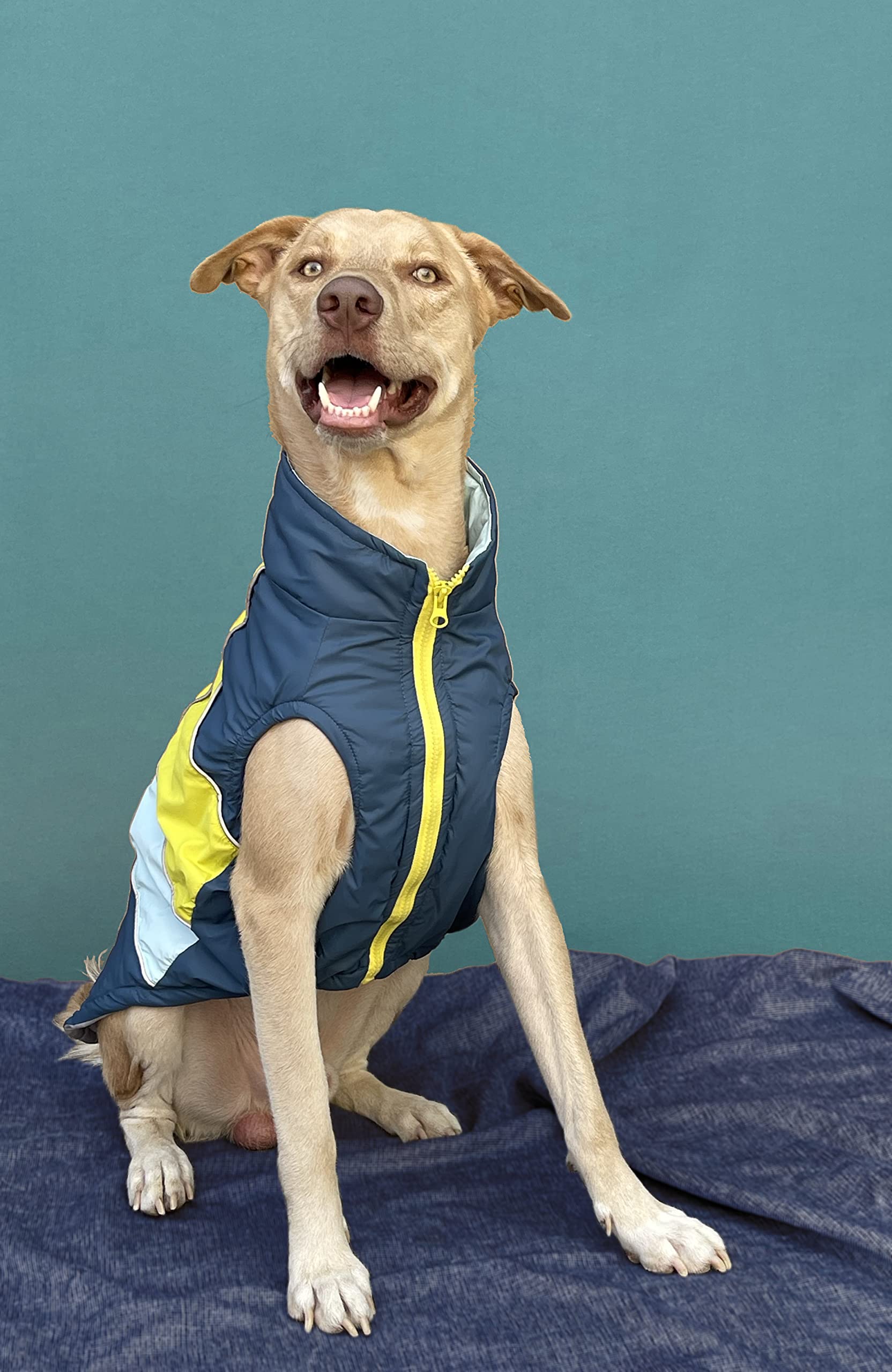 Pets Way Dog Winter Jacket, (Airforce, M) Ultra Warm Winter Vest, Windproof and Lightweight, High Tummy Cut for Easy Pee Breaks, Recycled Polyester, Water-Resistant Finish Winter Wear (B0BLW15V4V) Amazon Price History, Amazon Price Tracker