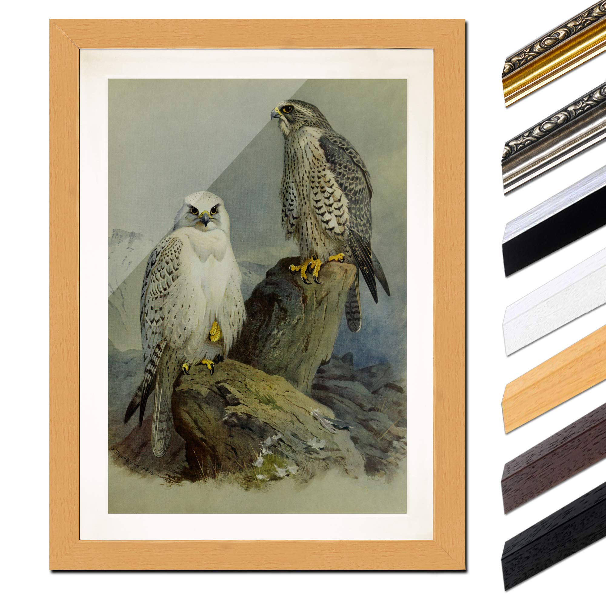 Bilderdepot24 Bild mit Rahmen - Archibald Thorburn Falken 40x60 cm ca. A2 - Gerahmter Kunstdruck inkl. Galerie Passepartout Alte Meister - Rahmen buche