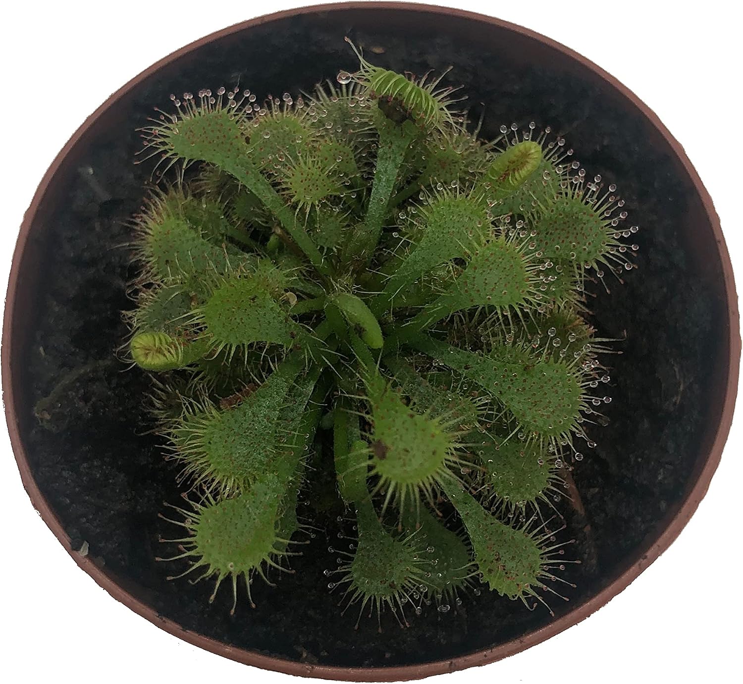 Spoon-leaved Sundew (Drosera Spatulata) and Cape Sundew 'Mini Red' (Drosera Capensis) Carnivorous Plants in 2" Pot