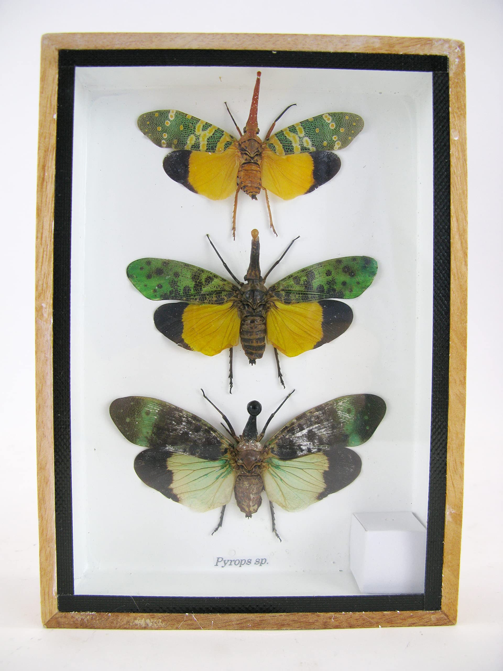 asiahouse24 Echte wunderschöne Insekten im 3D Schaukasten - gerahmtes Wandbild - Taxidermie - Entomologie - (3x Zana nobilas - Pyrops sp.)