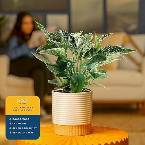 Miniatura 5 de Costa Farms - Philodendron birkin, planta de interior viva, 14 pulgadas de alto, maceta decorativa blanca, colección Trending Tropicals
