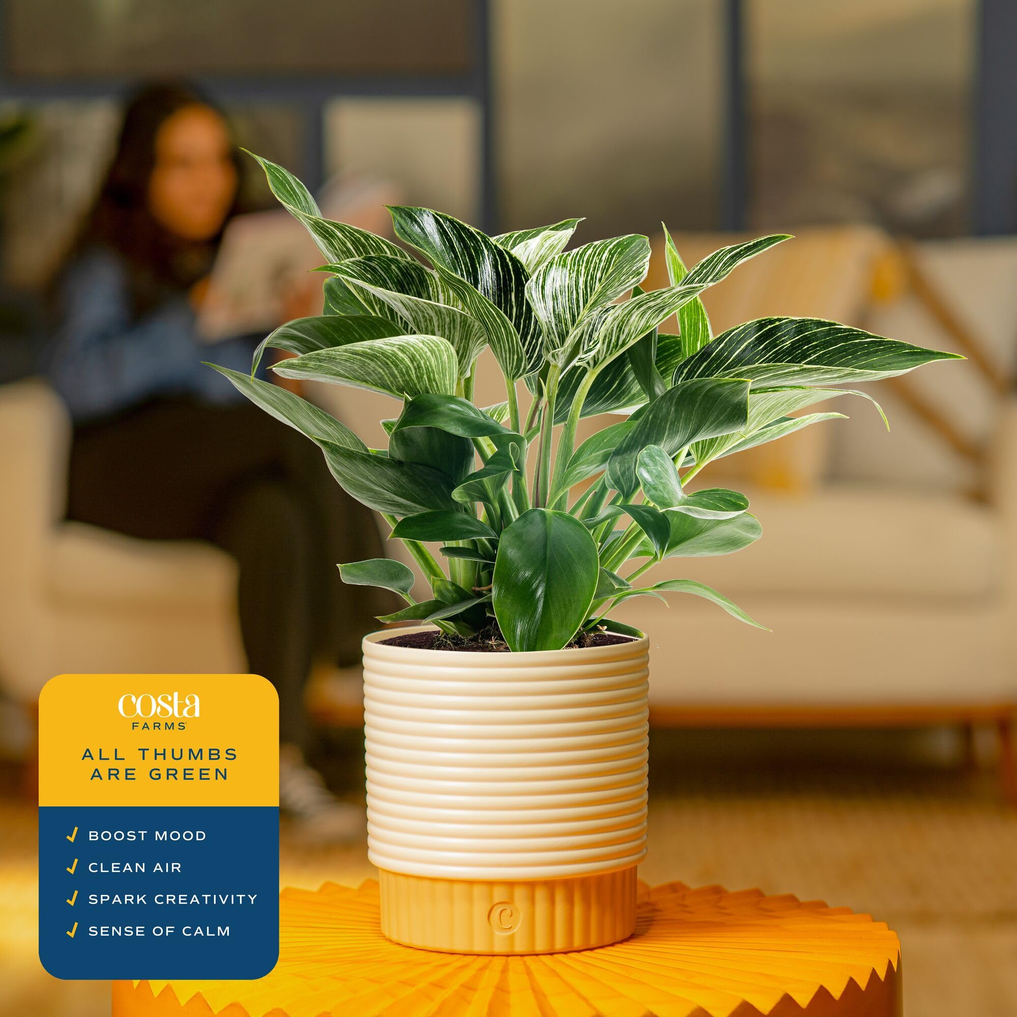 Amazon.com: Costa Farms Philodendron Birkin Live Indoor Plant 