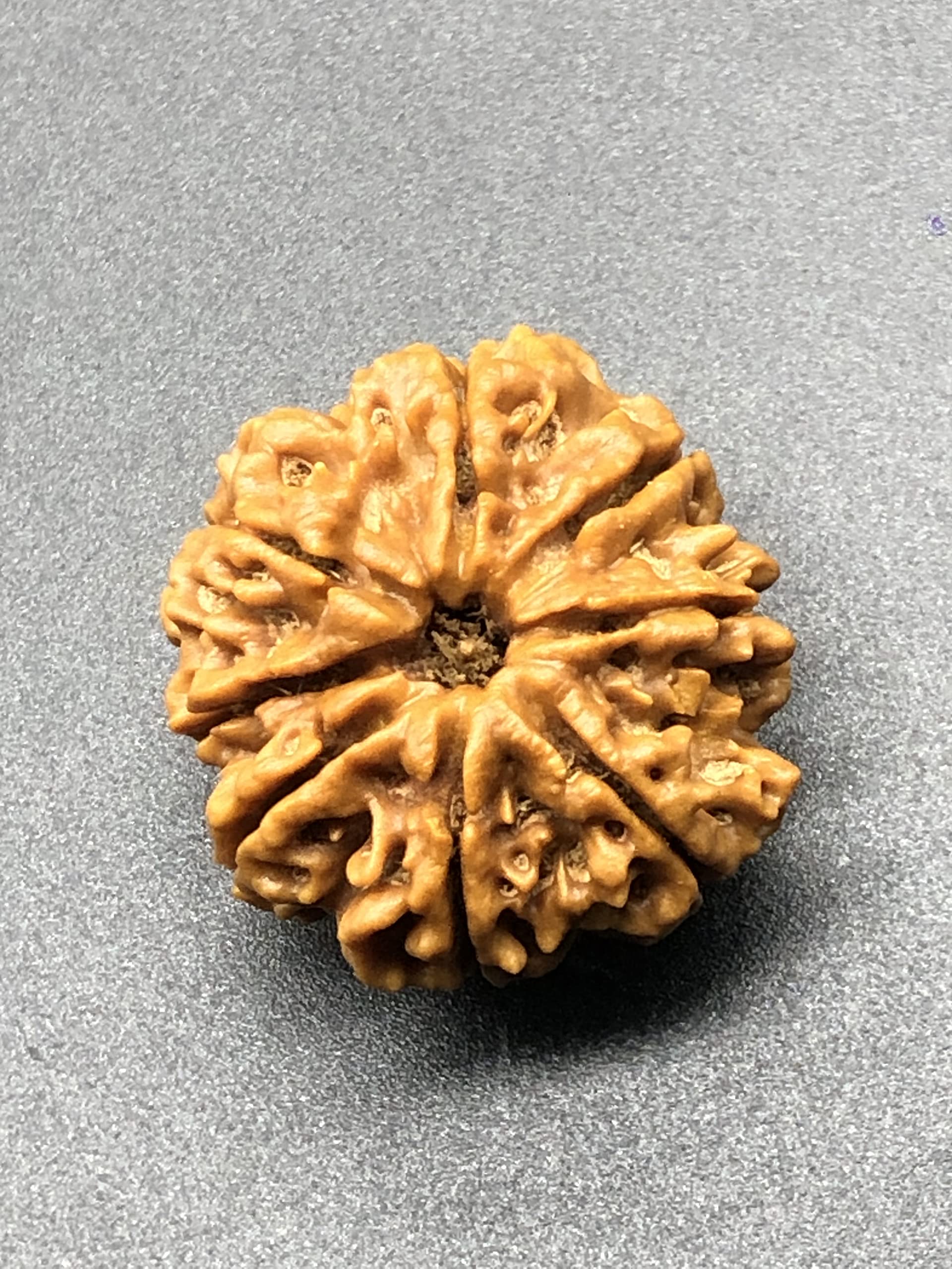 Perles Rudraksha du Népal 30mm contre le stress, graines lourdes 8 faces