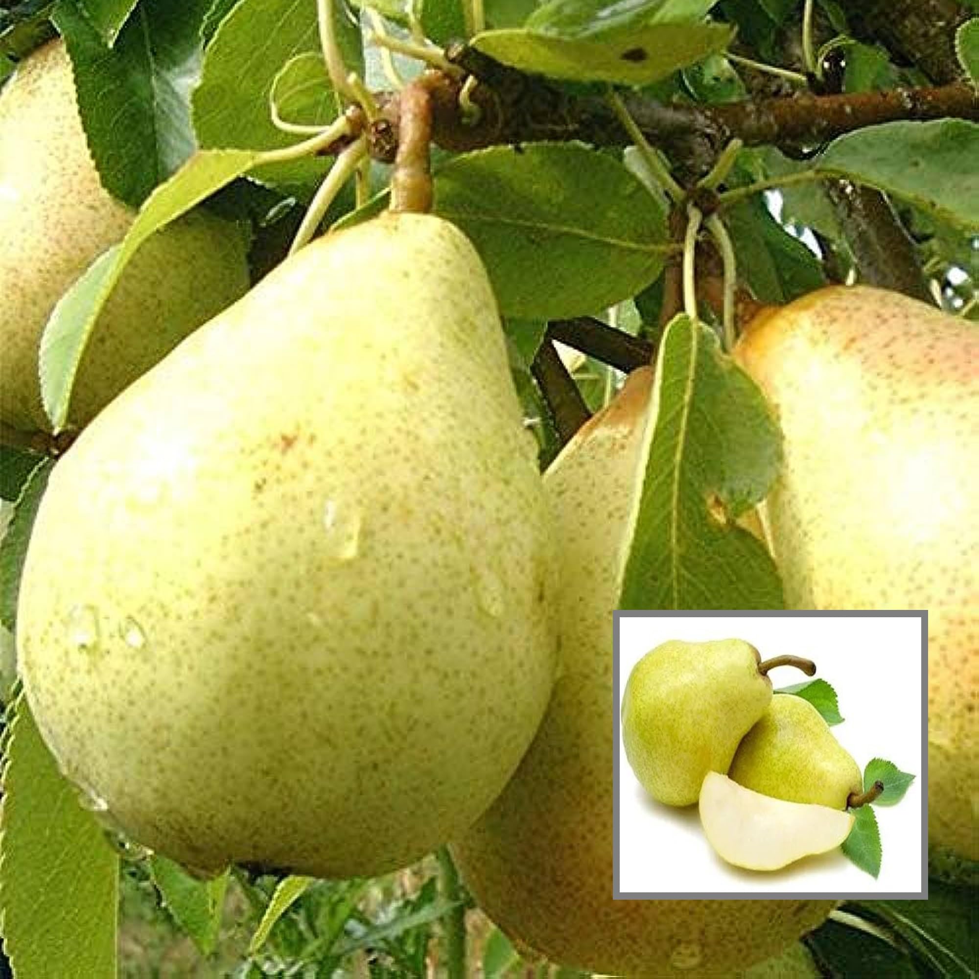 HAPING Babugosha Pear Pyrus Communis Nashpati Layering/Grafted Fruit Live Plant (1.5-3 Feet Height) (B0CV4XGZVT) Amazon Price History, Amazon Price Tracker