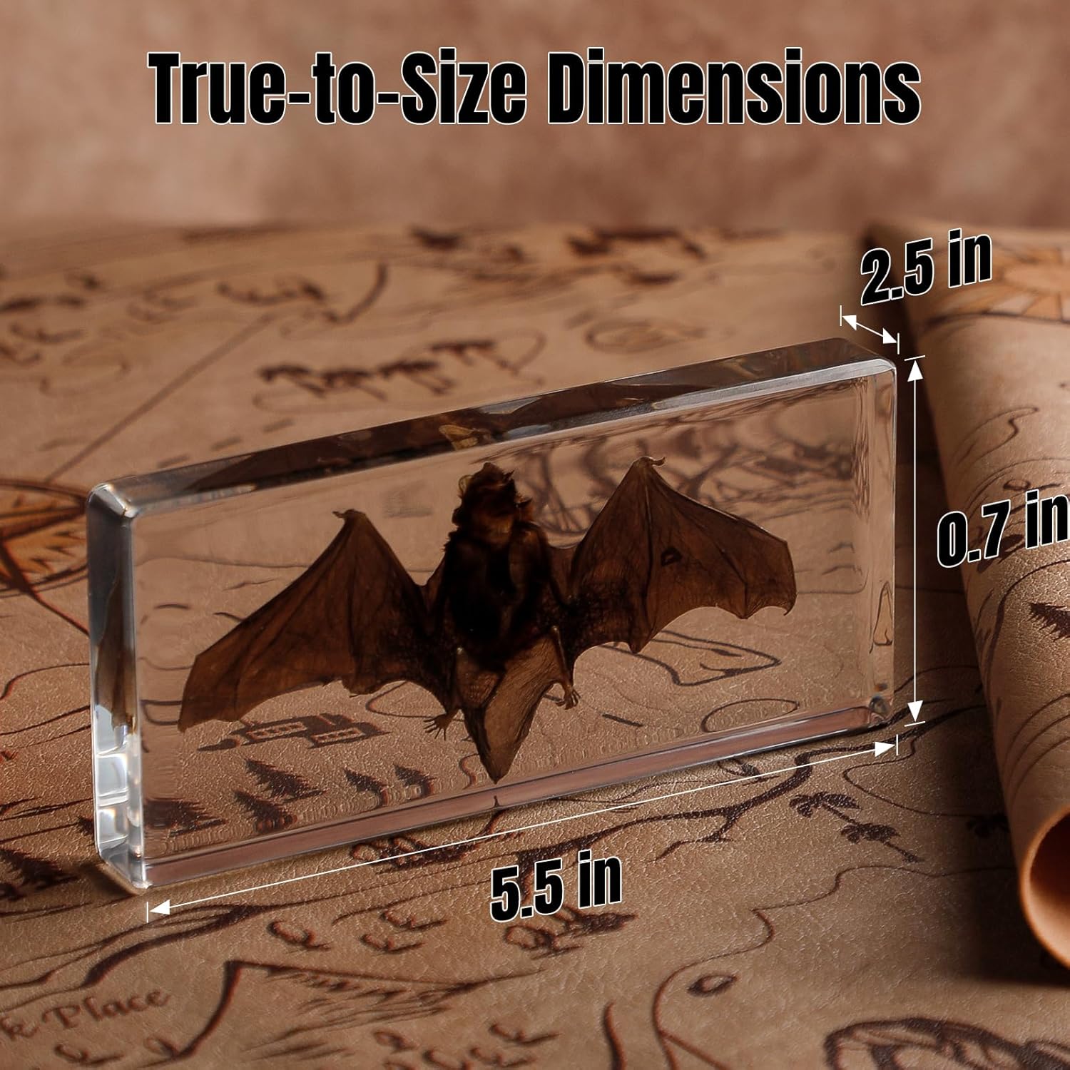 Taxidermy Bat Specimen in Resin – Real Preserved Animal Specimen, Oddities Collectible & Gothic Decor for Science Classroom, Unique Halloween, Christmas & Birthday Gift(5.5 x 2.5 x 0.7 inch)