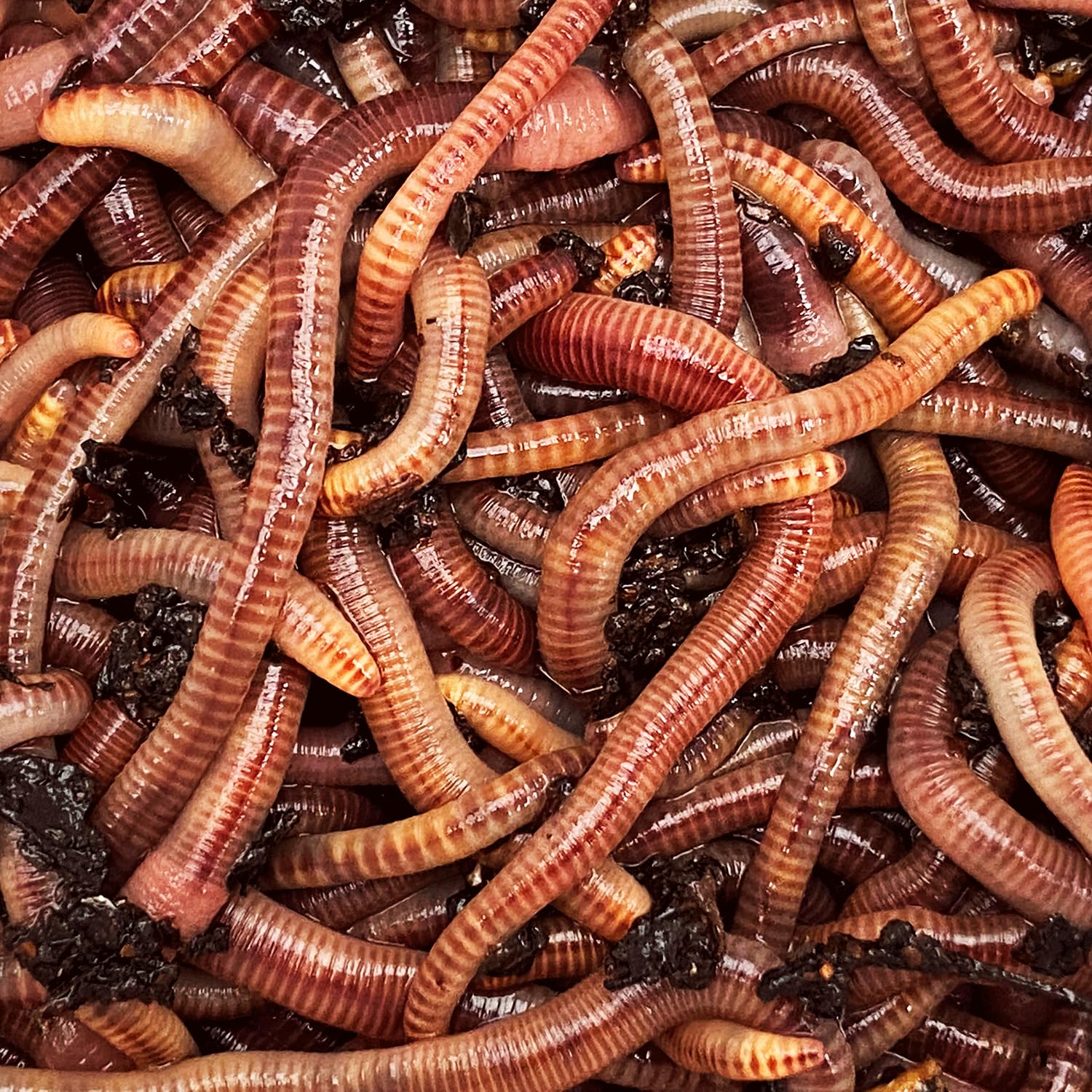 vers de Compost 250 grammes. vers de Terre Vivants Eisenia pour Le compostage. pour composter Vos biodechets dans Un lombricomposteur ou dans Le composteur de Votre Jardin.
