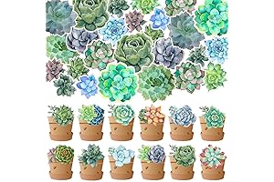Outus Succulent Decor