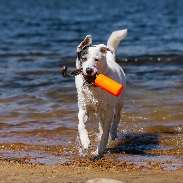 Foto 4 de 6 de Carhartt Protector para Perros de Entrenamiento, Color Naranja Cazador, Grande
