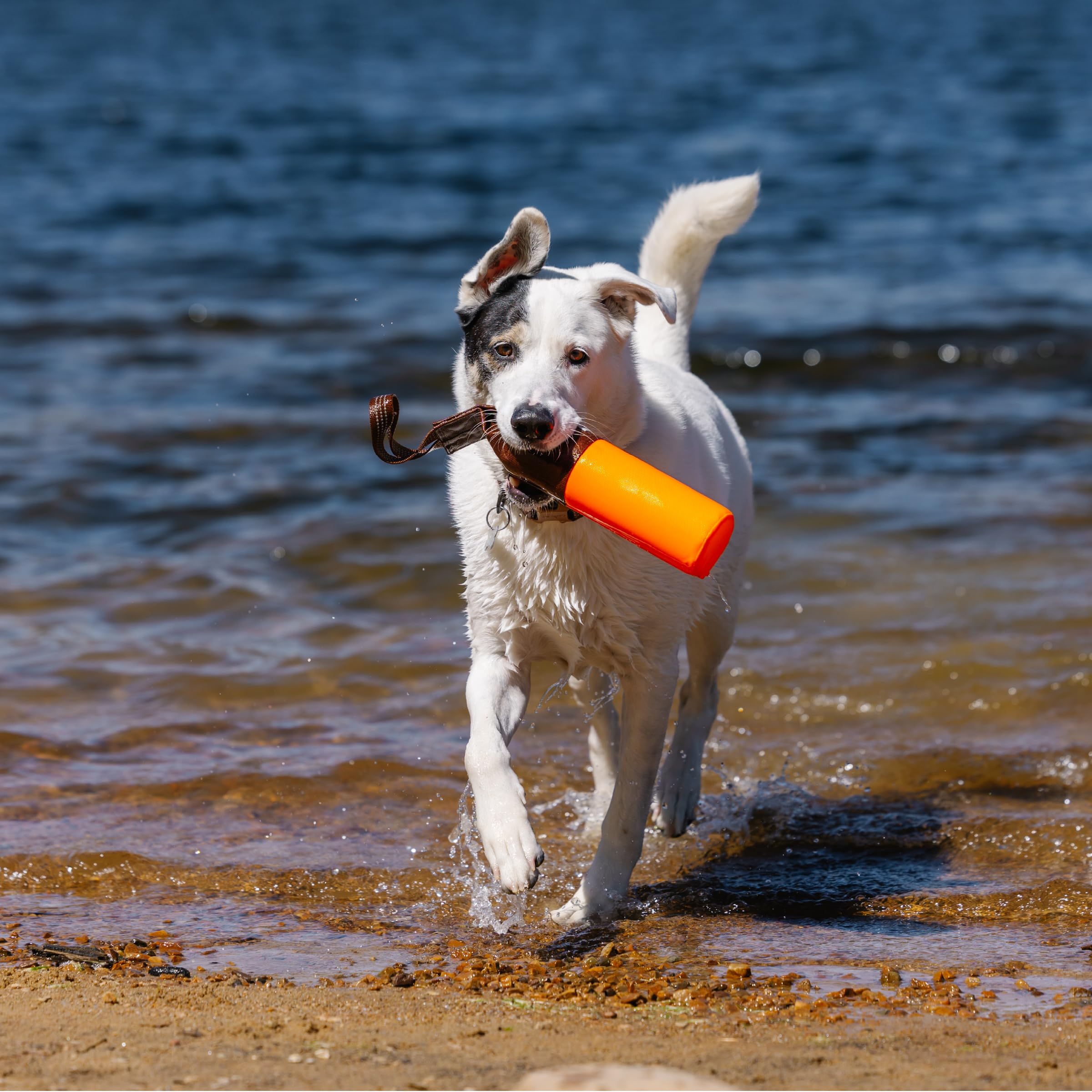 Carhartt Outil de Dressage pour Animal de Compagnie, Jouet à Aller Chercher pour Chien, en Toile de Canard Robuste conçu pour l'entraînement, Orange (Hunter Orange)