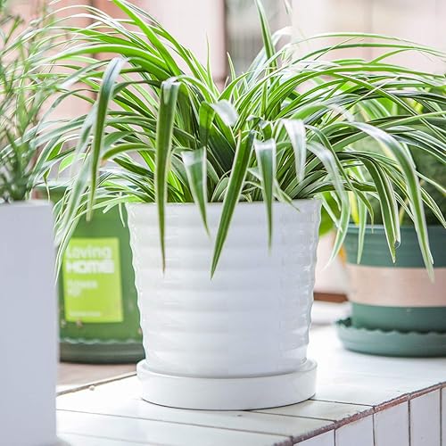 Miniatura 5 de Brajttt Macetas para suculentas de 6 pulgadas con drenaje, macetas redondas para interiores y exteriores con platillo, macetas de cactus blancos con