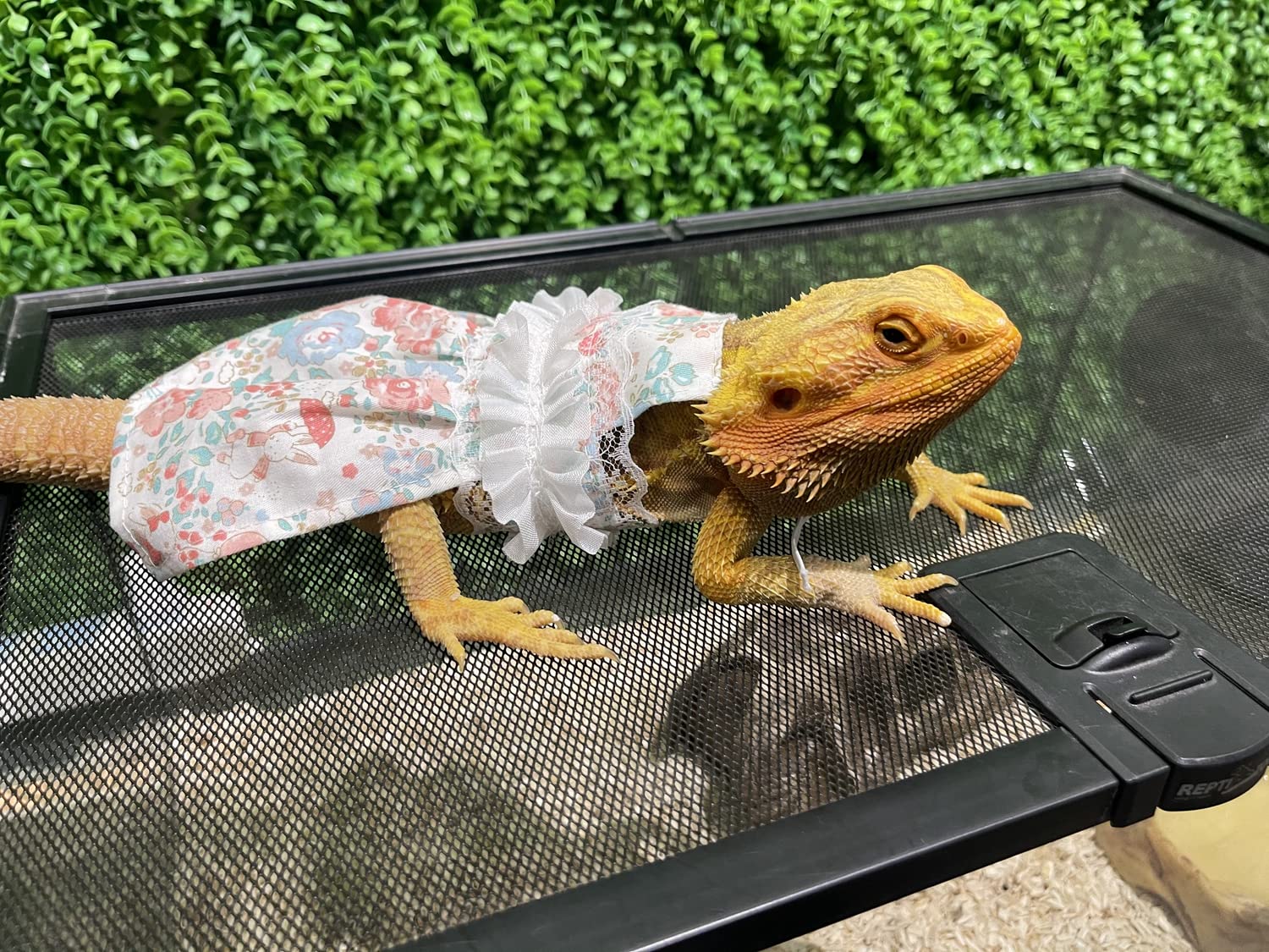 beaded dragon dress Louis Mini Dress