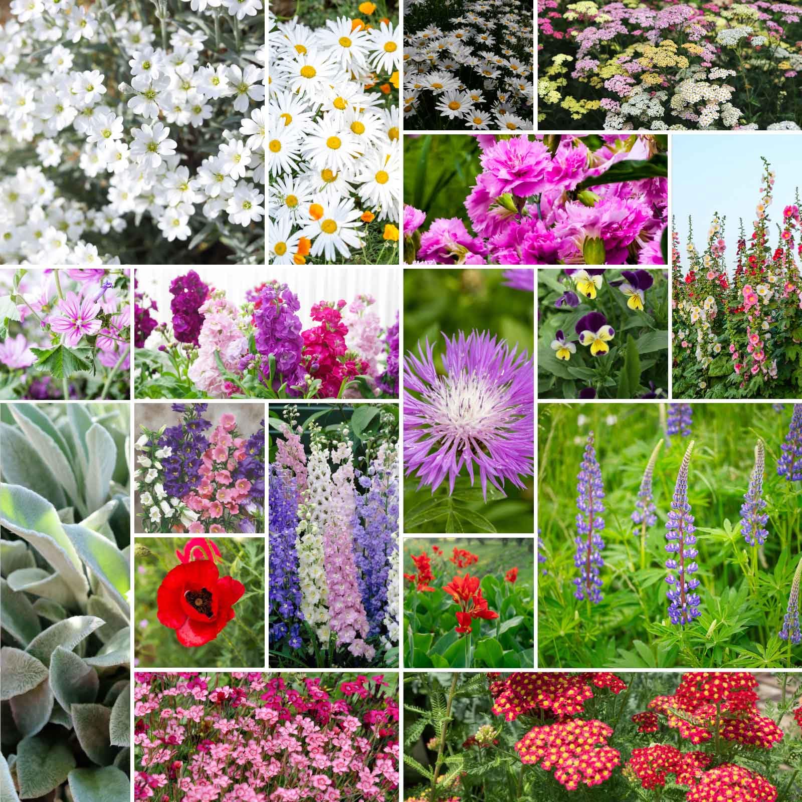 Eden Brothers First Year Flowering Perennial Wildflower Mixed Seeds