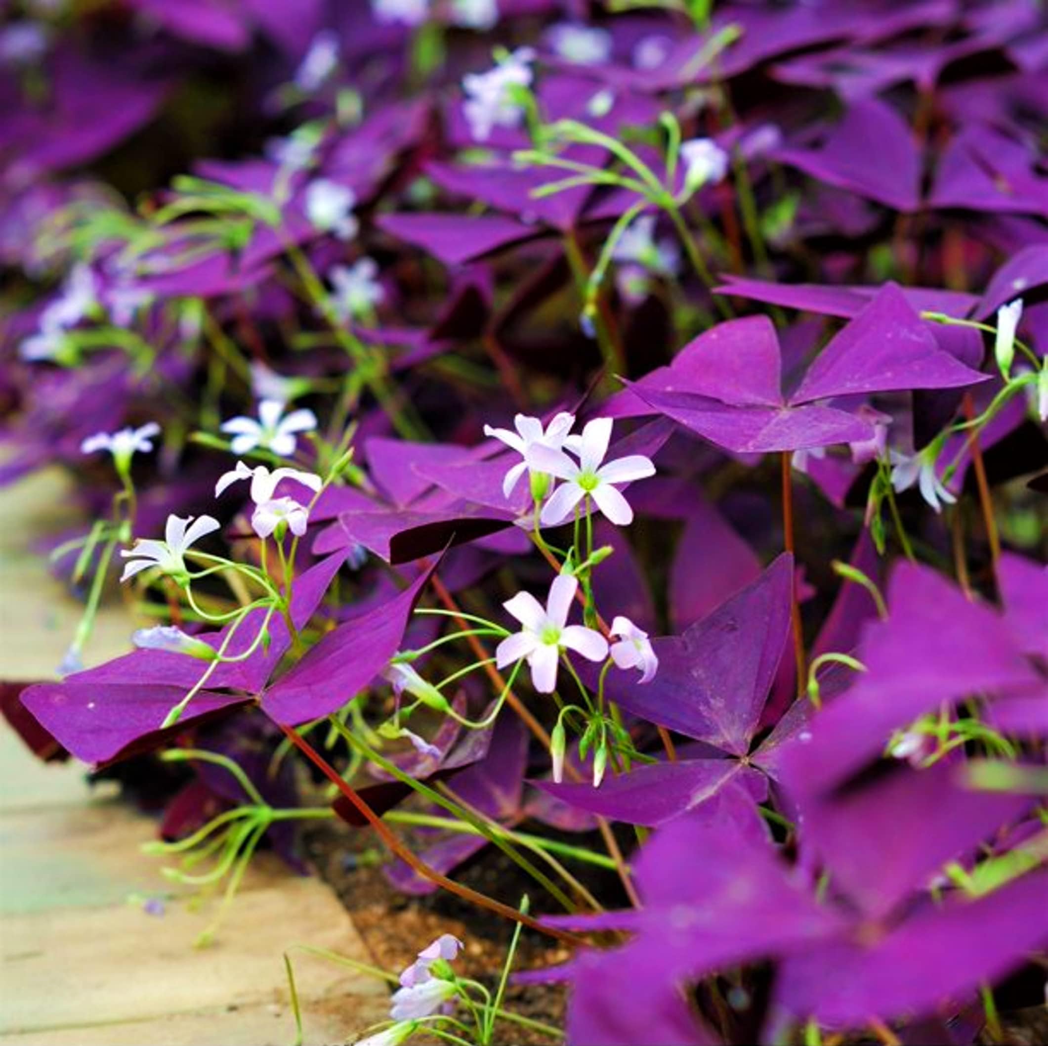 Tim Tim Agro Oxalis Triangularis purpurea Flowering Sized 5 Bulbs.