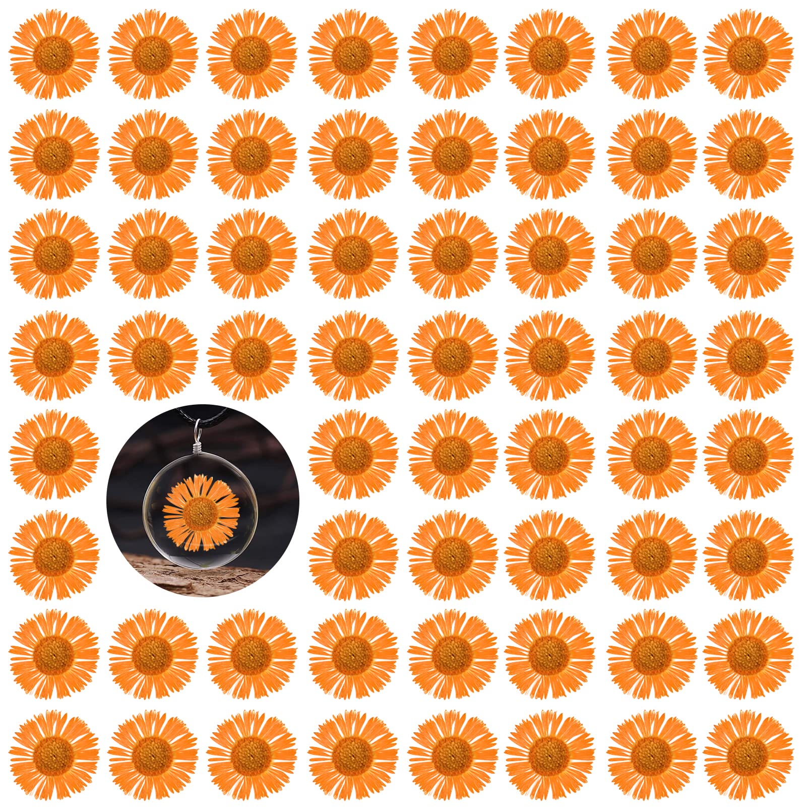 60 Stück getrocknete Blumen für Harz, orangefarbene gepresste trockene Nadel, Chrysanthemen-Blumen für Kerzenherstellung, Schreibtischlampe, Basteln, Schmuck, Handyhüllen, Hausdekoration