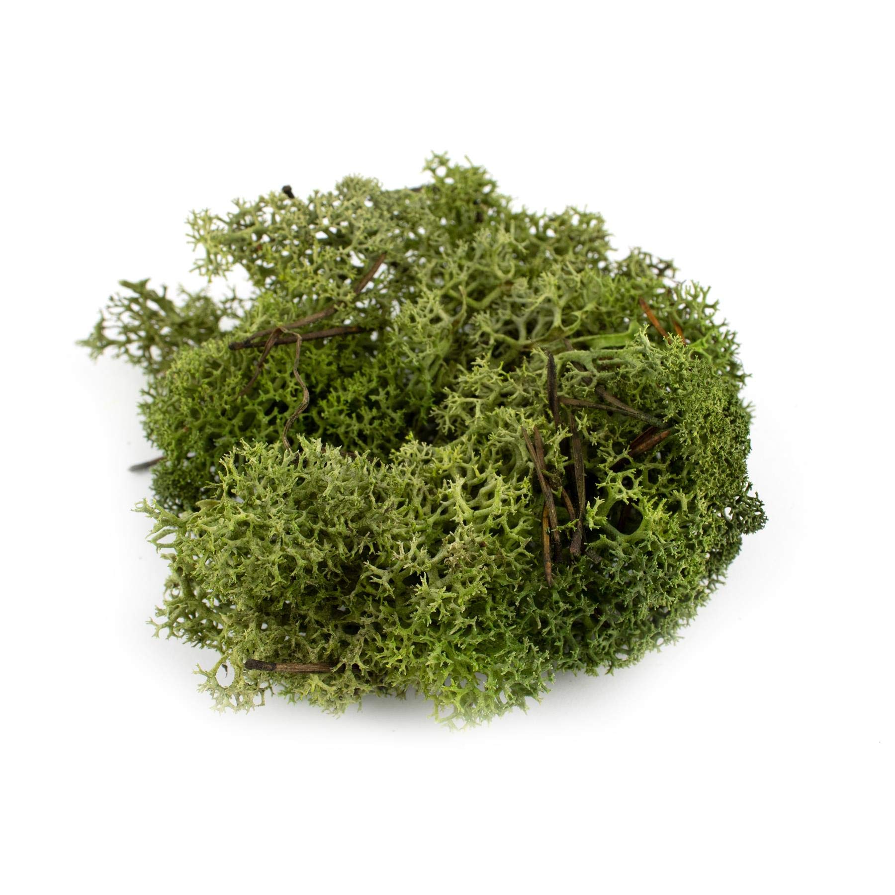 War World Scenics Lichen Dark Green Moss Model Foliage 100g – Model Railway Wargame Scenery Landscape Modelling Trees Bushes Hedges Diorama Basing