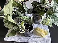 Review Image by Jess S Jess S