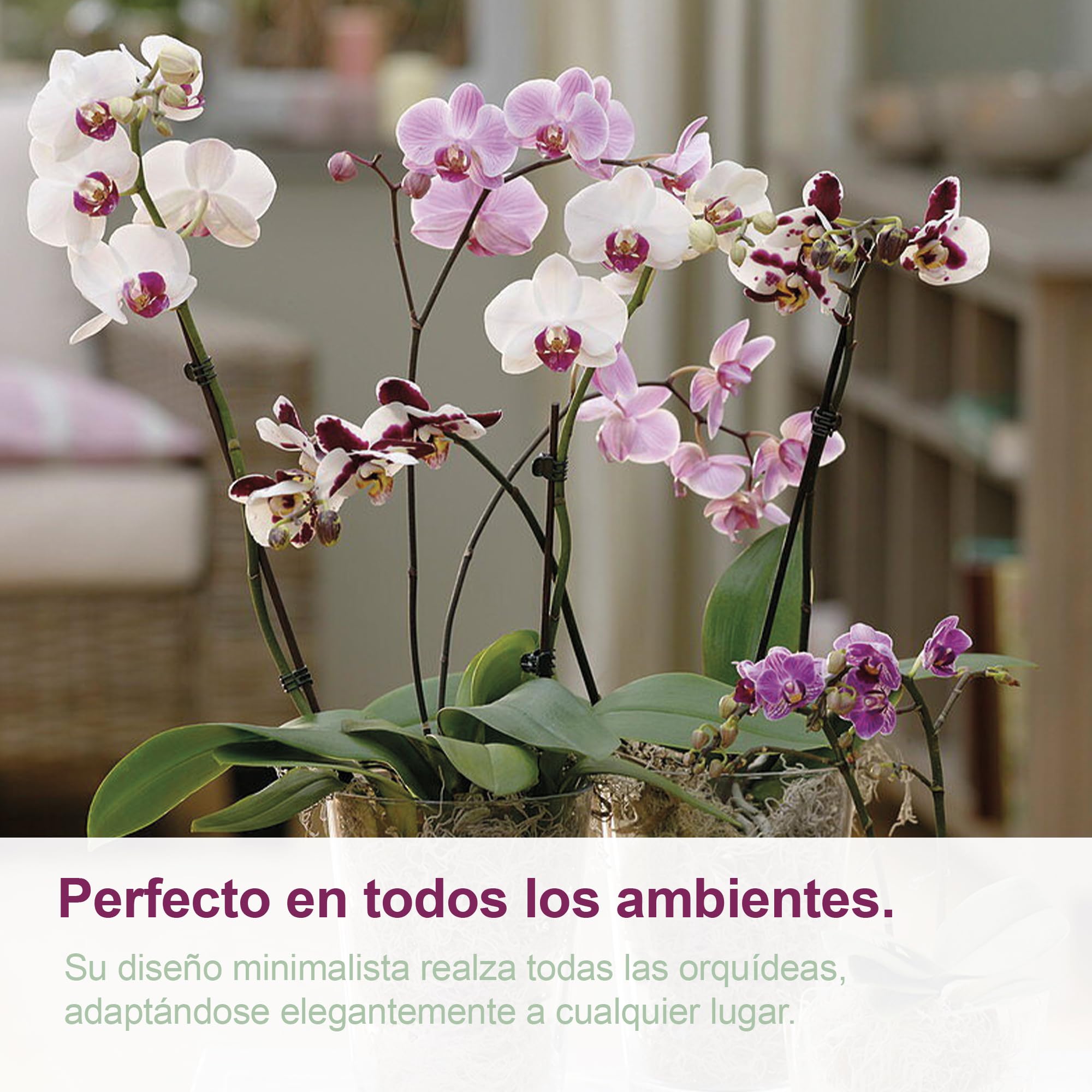 Kalapanta - Maceta de plástico Transparente para orquídeas con Agujeros de Drenaje y platillo (2, Ø 14 cm), Maceta para Interior y Exterior, Ideal para orquideas, Producto Fabricado en Italia