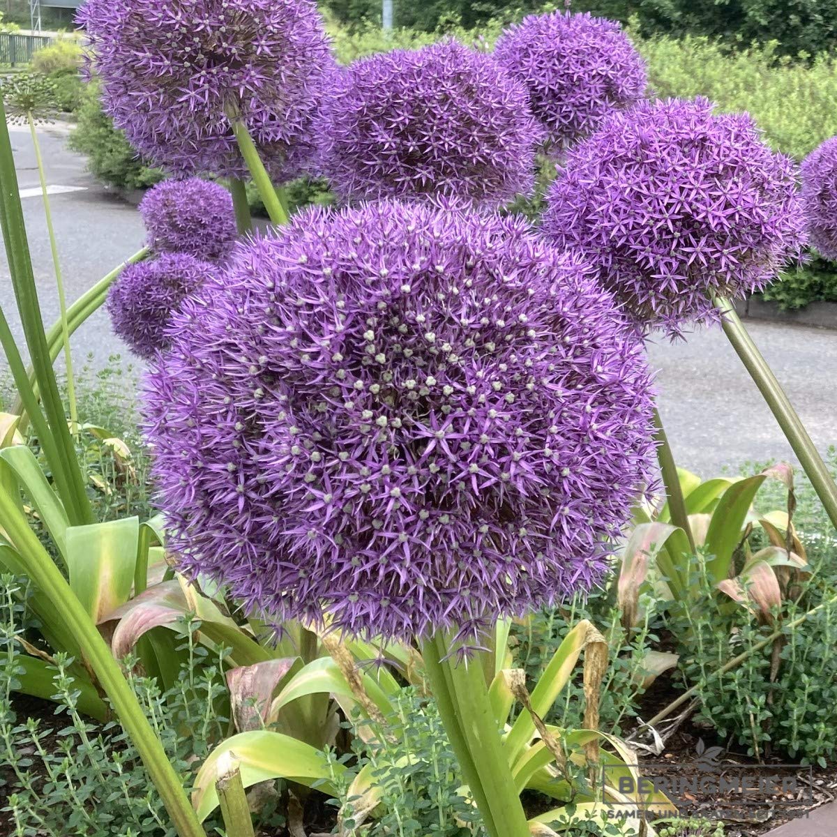 Blumenzwiebeln Alliumzwiebeln Allium Globemaster Riesenball (25 Zwiebeln)