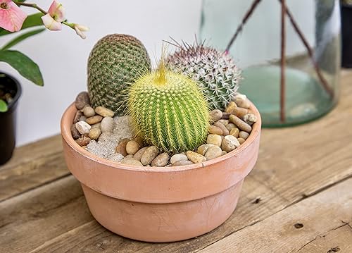 Miniatura 4 de Altman Plants, Surtido de plantas de cactus vivas (8 unidades), plantas suculentas vivas en mezcla de tierra de cactus, plantas de cactus vivas,