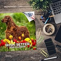 Vista 1433 de Razas de Perros 2017