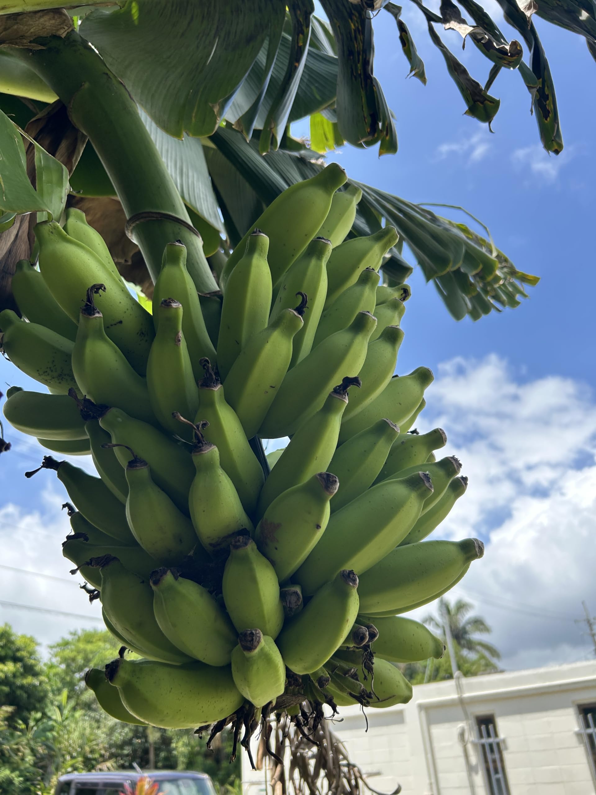 Amazon.co.jp: 【希少・国産】石垣島産 島バナナ 無農薬・無除草剤の