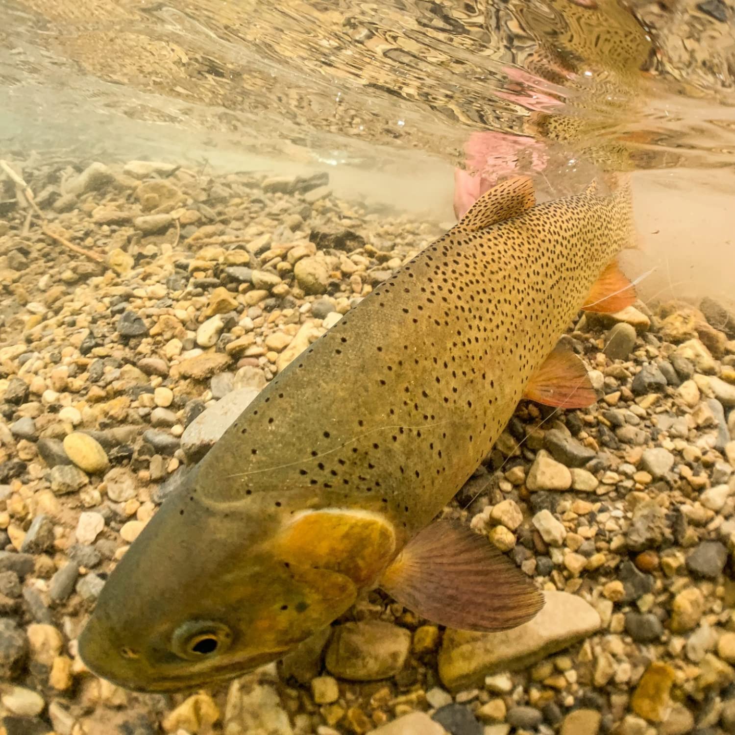 Amazon | Skagit ミディアムモーチップ (19.5cm F/2.5cm T11) | Rio