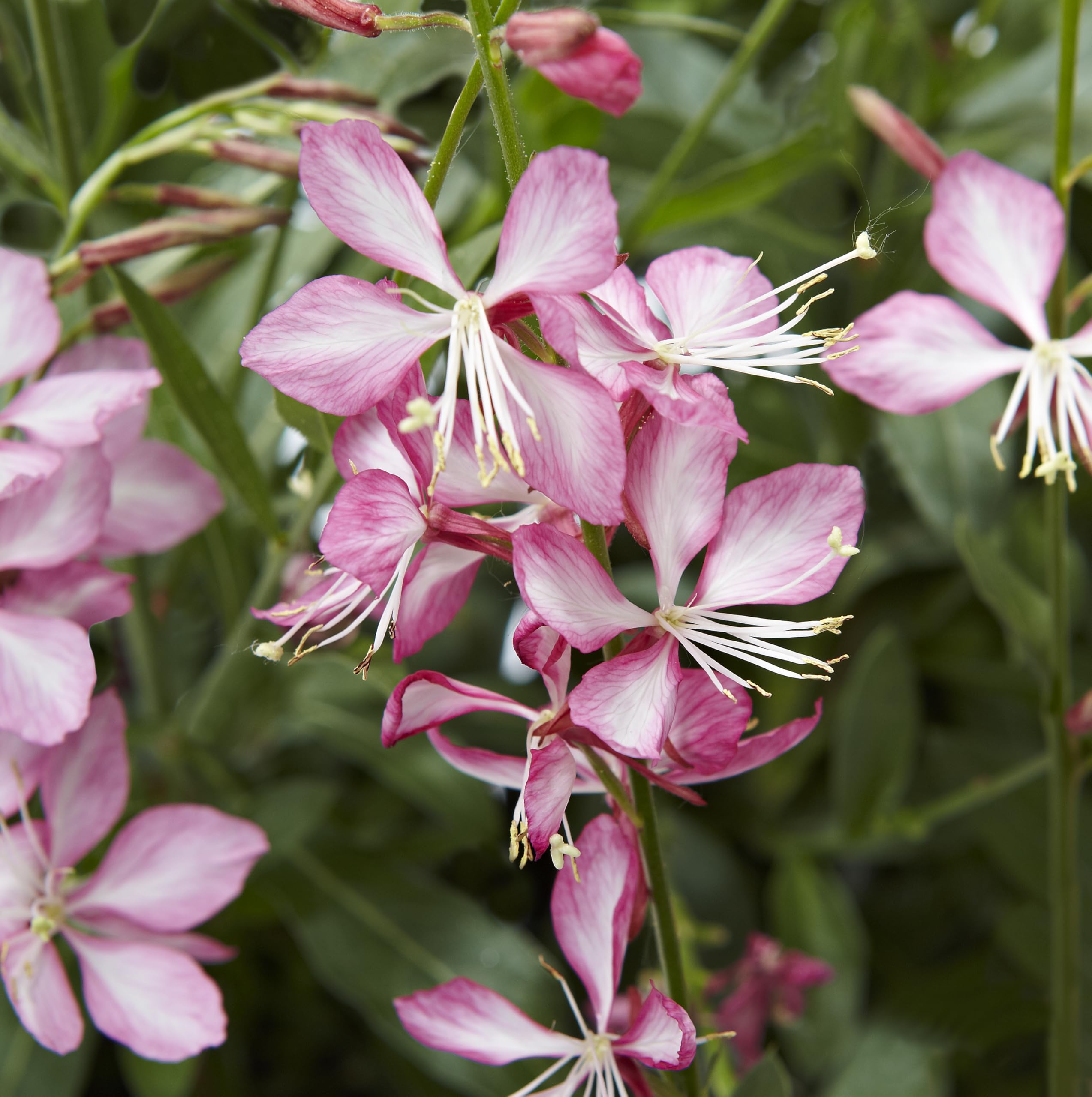 Gaura ‘Gambit Rose Bicolour’ | Compact Perennial Flowering Plant | Drought-Tolerant Border & Patio Plant | Long-Flowering Summer Blooms | Attracts Pollinators 9cm Pot x1 by Thompson & Morgan