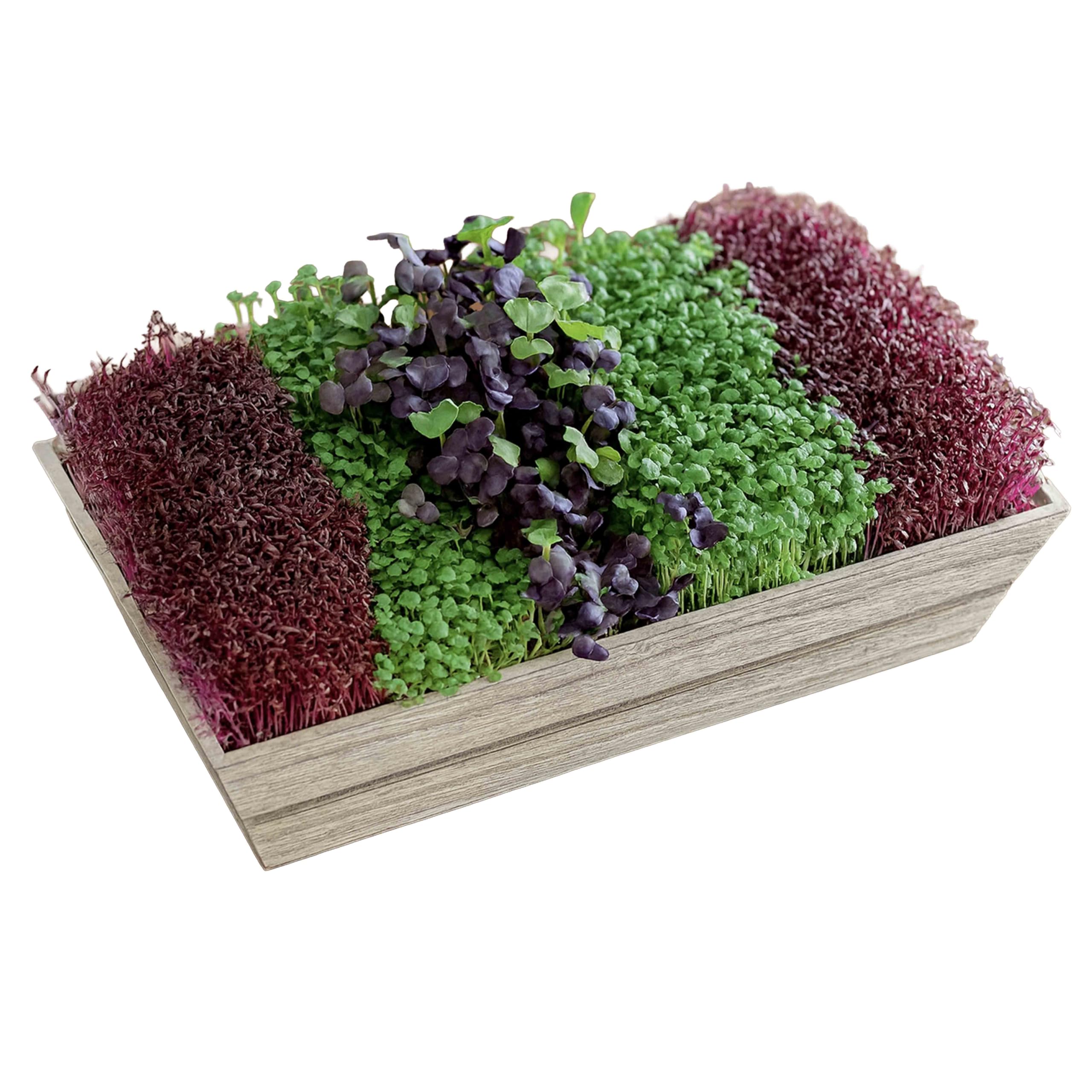 MICROGREEN PROS™ Premium Seeds Gift Set with Limited Edition Grey Wooden Planter Kit