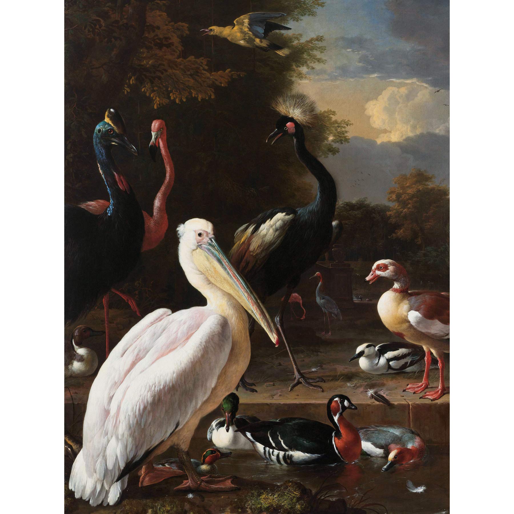 Artery8 Hondecoeter Pelican Birds Pool Floating Feather Premium Wall Art Canvas Print 18X24 Inch