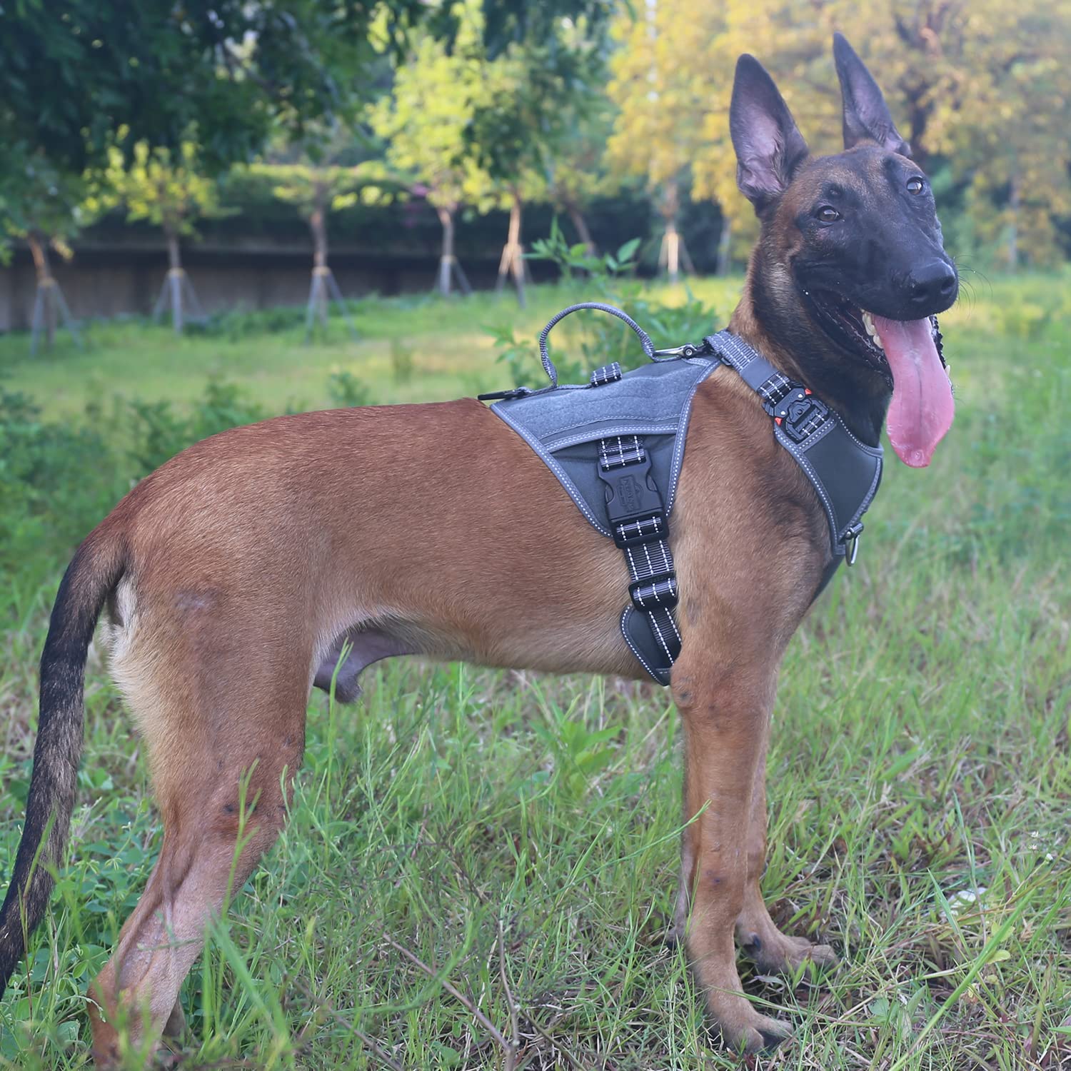 Dog Harness Small Sized Dog Small Size,2X Metal Buckle,Working