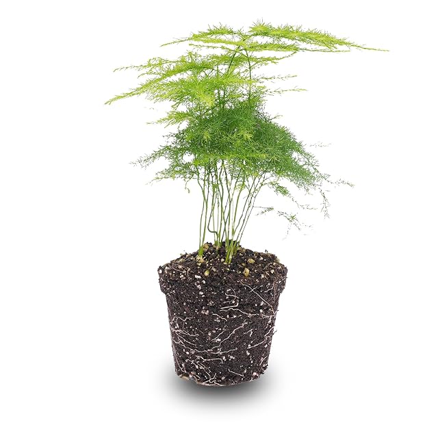 Planta de espárragos - Tamaño de Maceta 6 cm - 15-20 cm de Alto