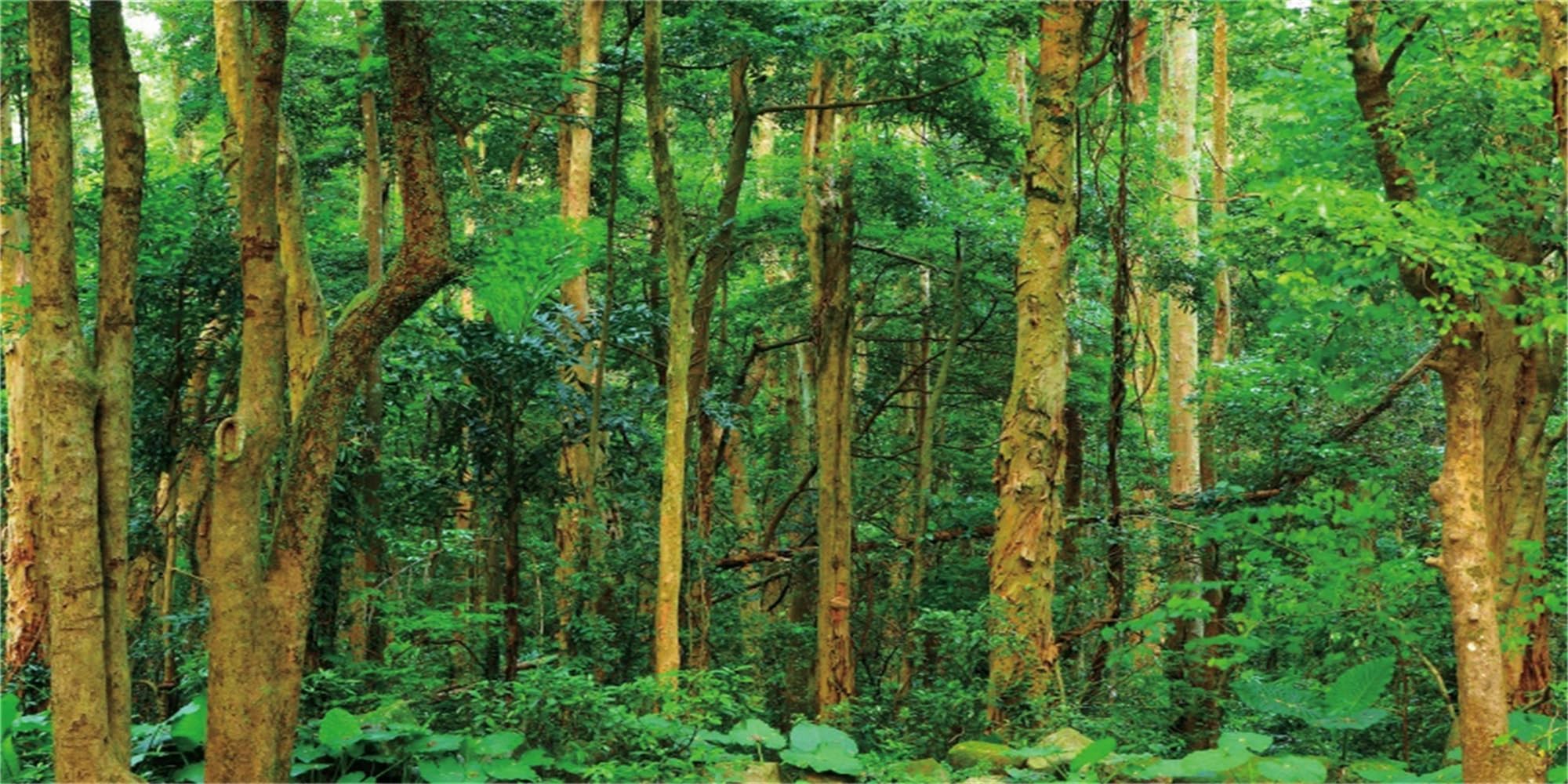 MIRRORANG 76x46cm Rainforest Terrarium Background Forest Aquarium Background Tropical Plants Green Tree Reptile Habitat Background Durable Vinyl Background