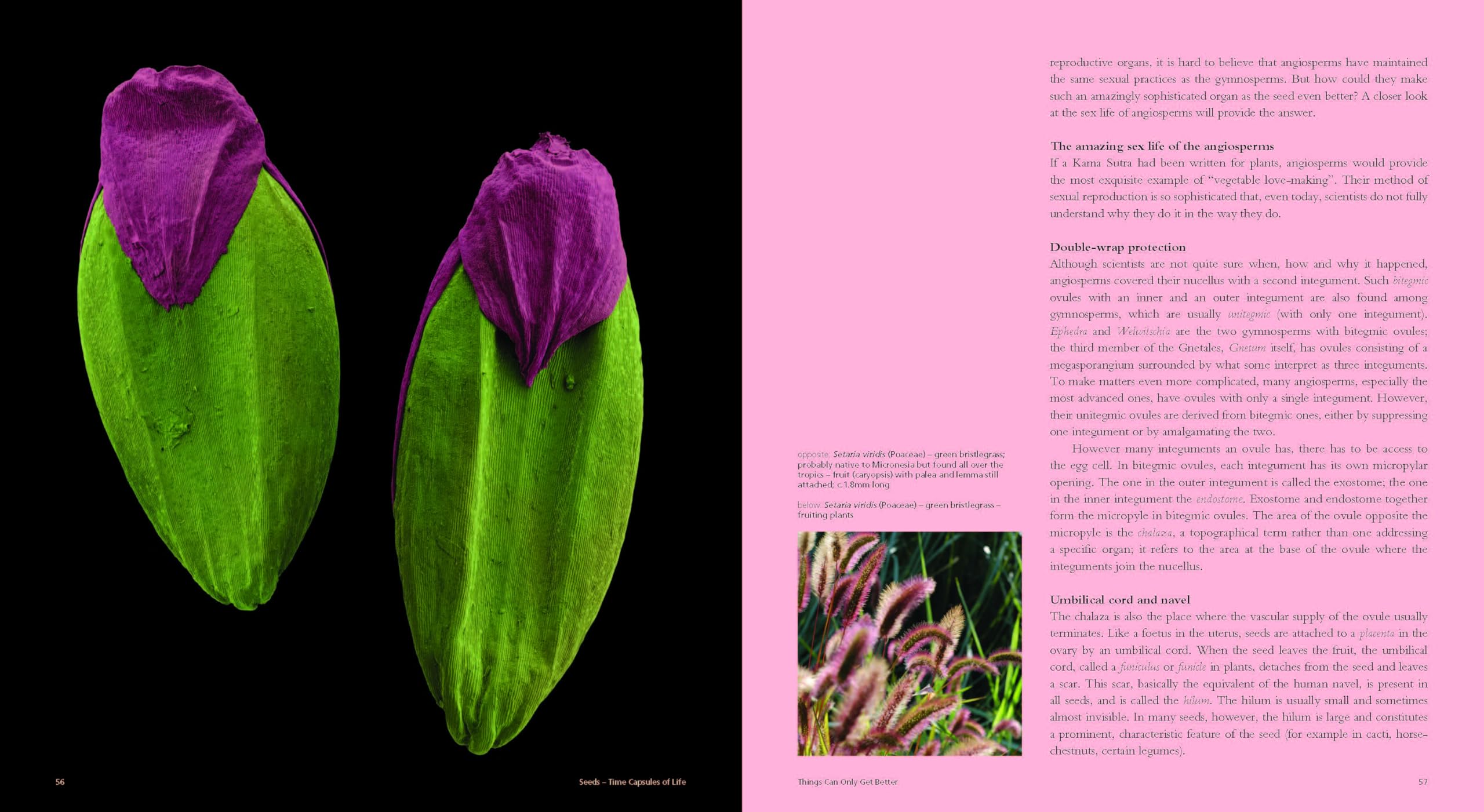 Seeds : Time Capsules of Life