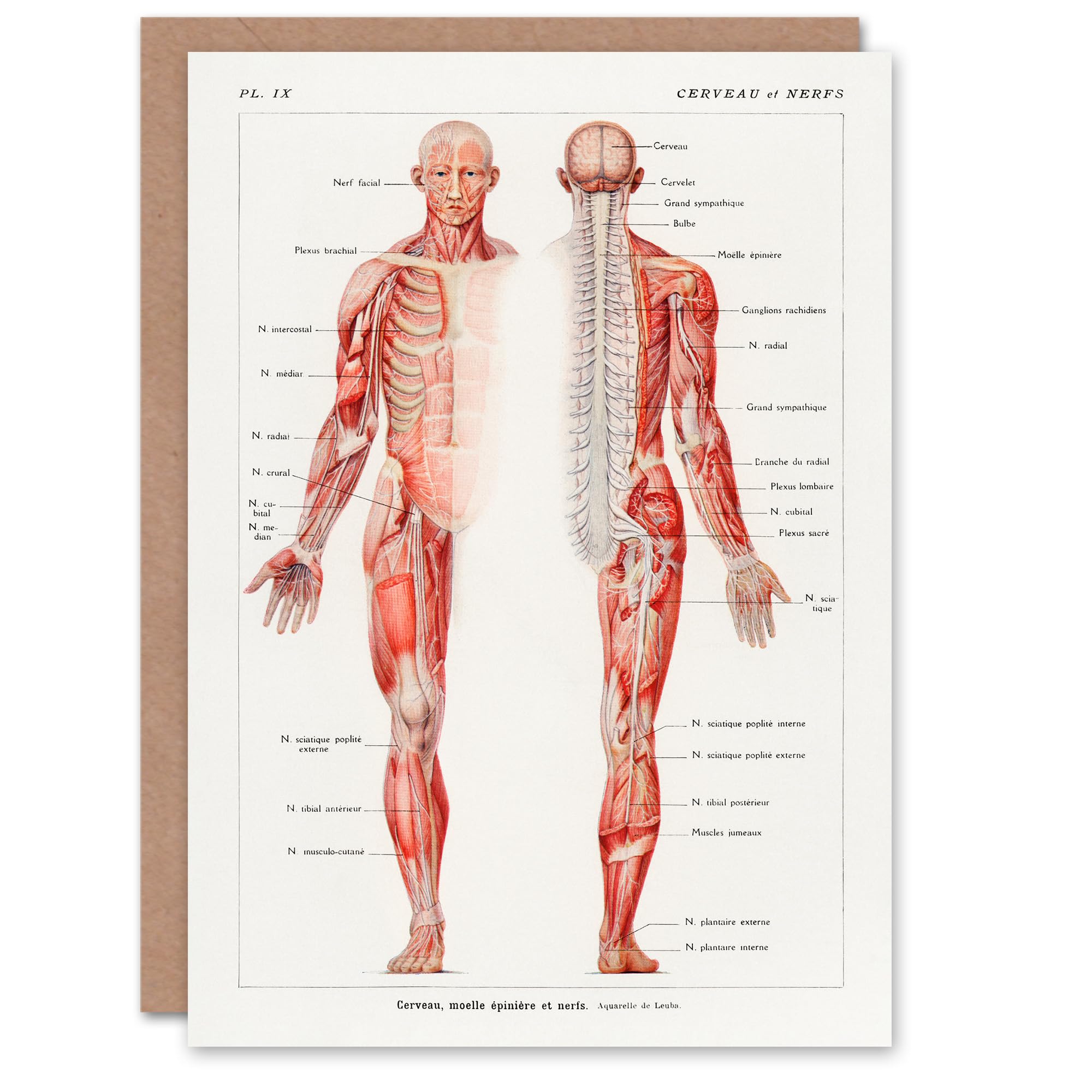 Artery8 Galtier Boissiere Human Nervous System Greeting Card White