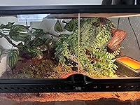 Review Image by Corey Corey