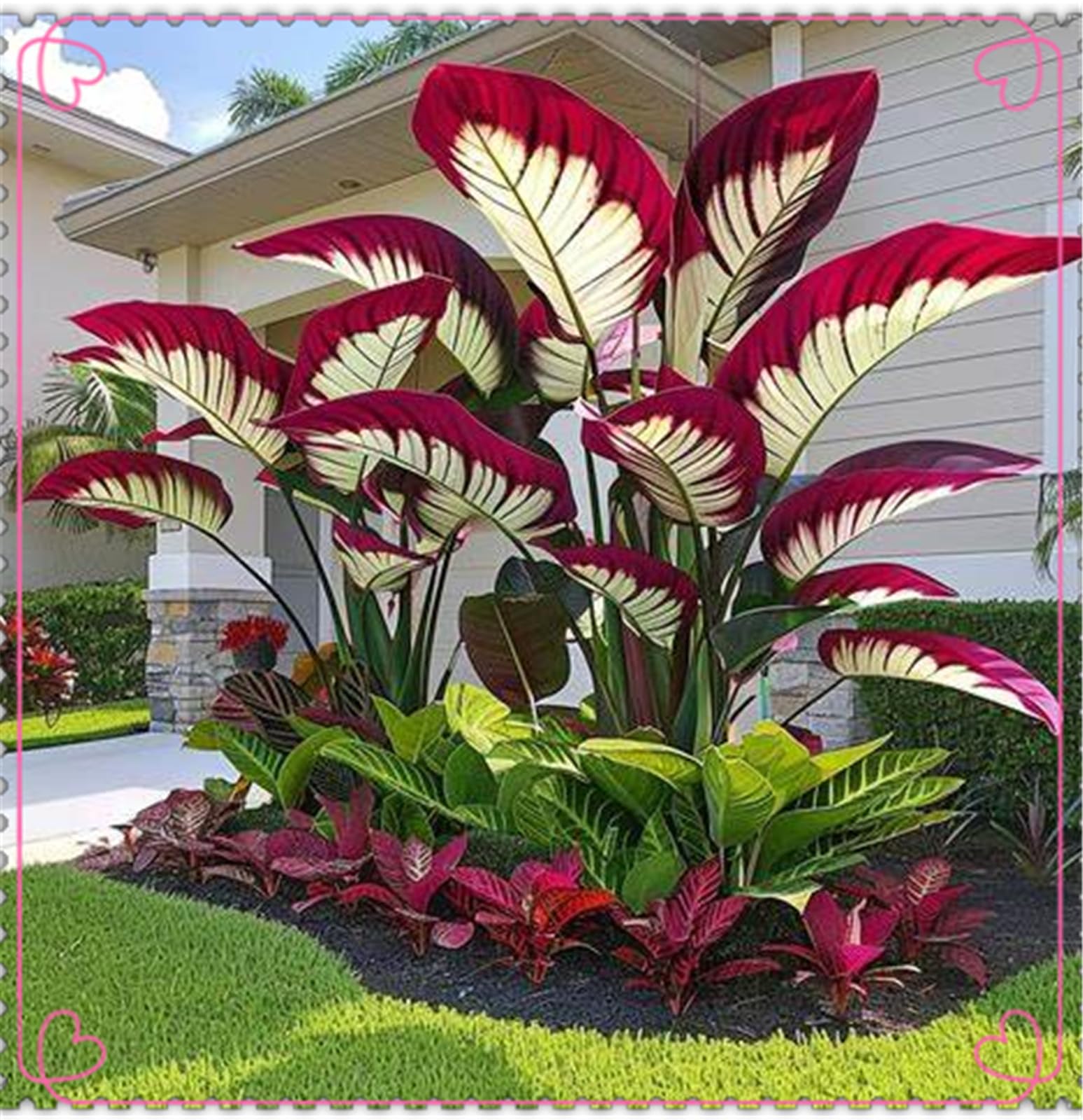 Excellent Display, Alocasia Bulbs, Easy to Plant/Flowering Rhizome, Elephant Ear Bulbs/Wedding Flowers/Good for Containers-5 Bulbs-E
