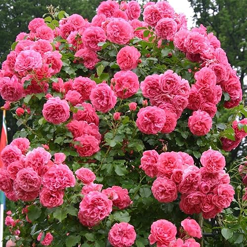 Kletterrose Rosarium Uetersen in Rosa - Kletter-Rose winterhart & duftend - Strauchrose, Pflanze für Rankhilfe im 5 Liter Container von Garten Schlüter - Pflanzen in Top Qualität