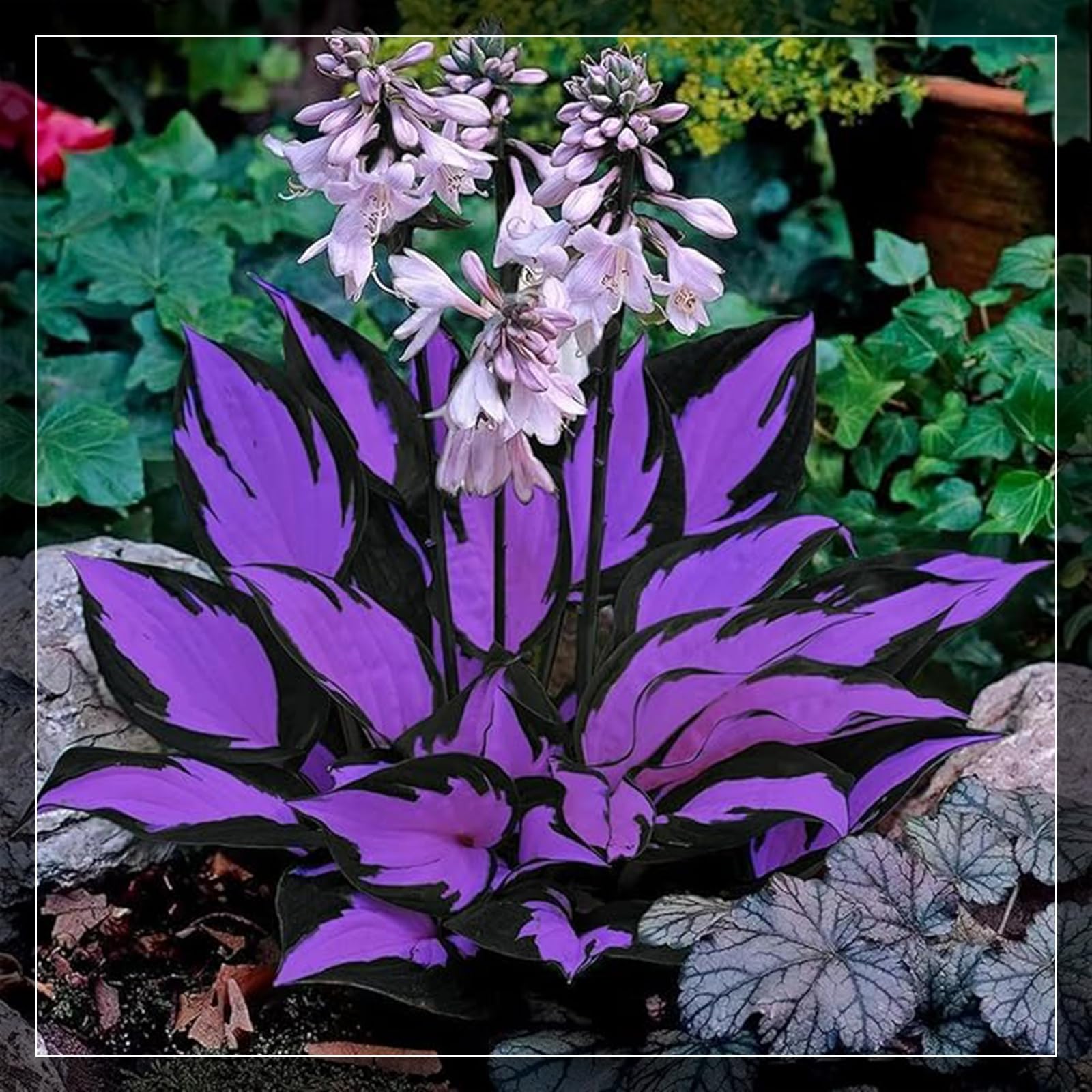 Midnight Blue Heart Hosta Bulbs - Fast Growing for Lush Garden Borders & Landscaping | Excellent Displays-8 Bulbs-E