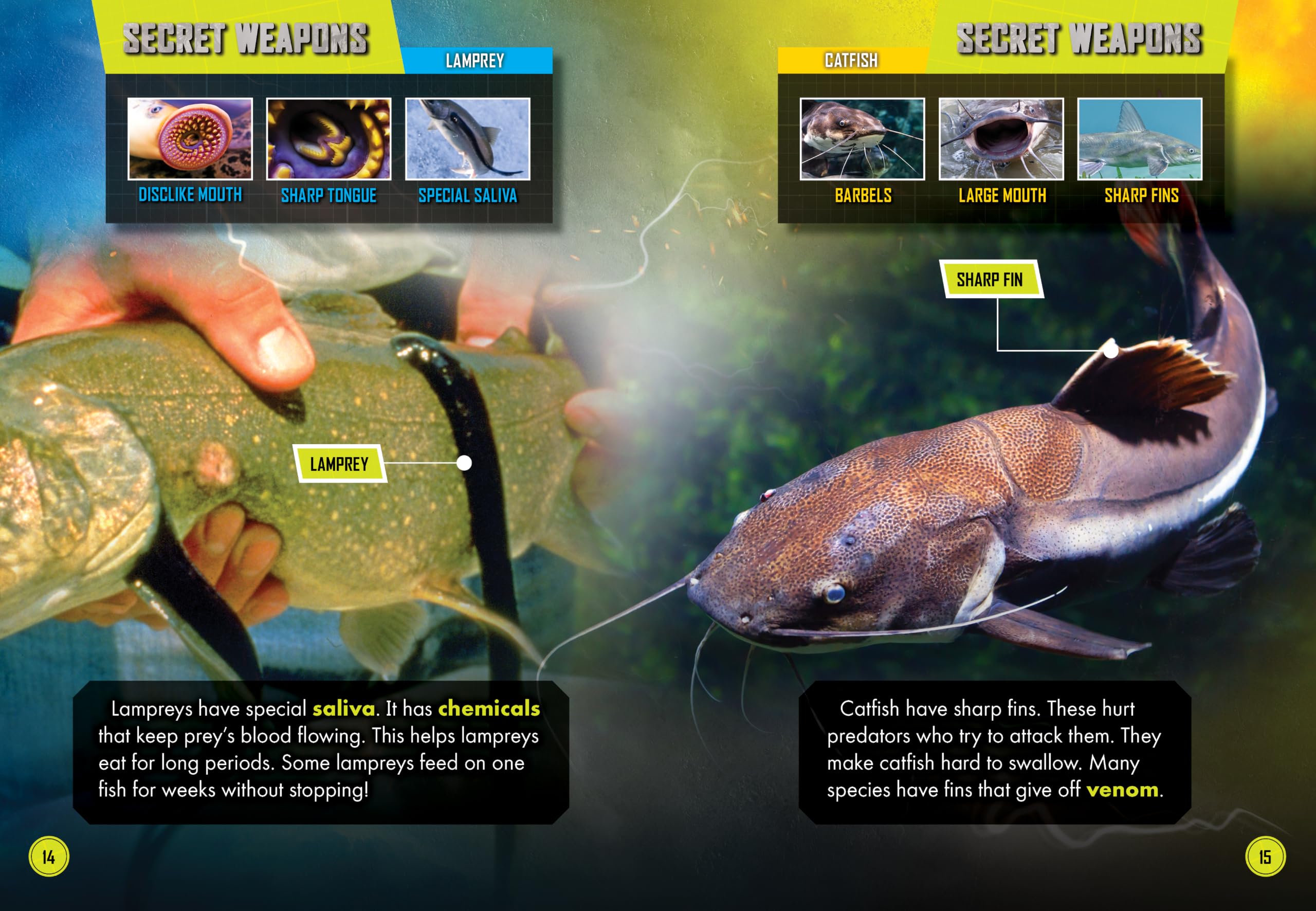 Lamprey vs. Catfish