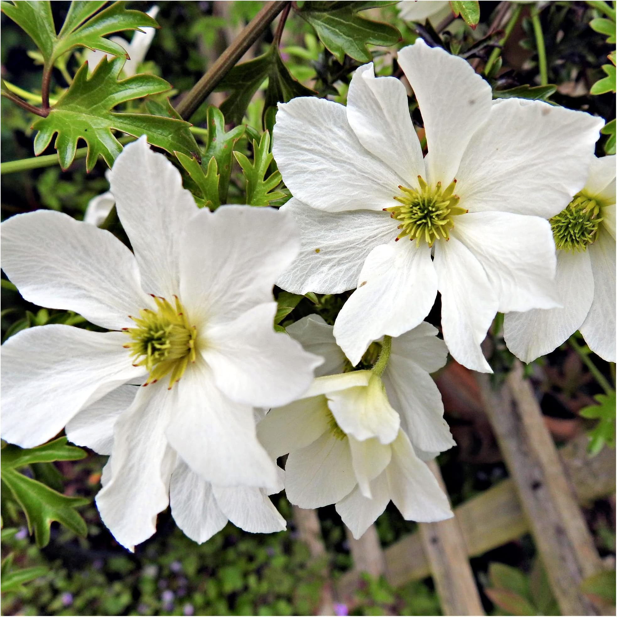 Clematis 'Early Sensation' in 2L Pot, Evergreen Climber with Stunning White Flowers 3fatpigs®